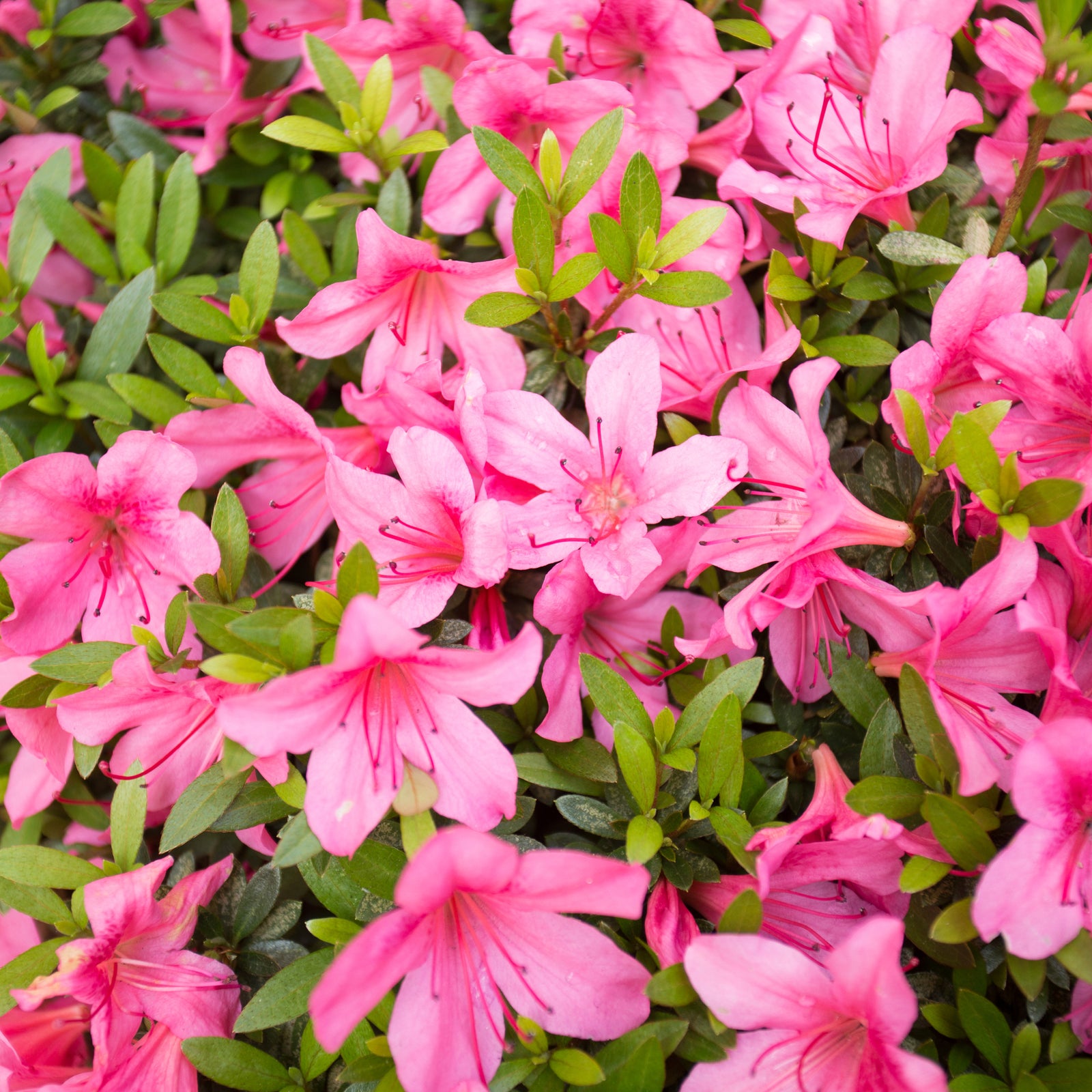 Azalea 'Madamme Van Hecke' 2/5L features vibrant pink blooms and lush green leaves, highlighting the beauty of evergreen shrubs in garden displays.