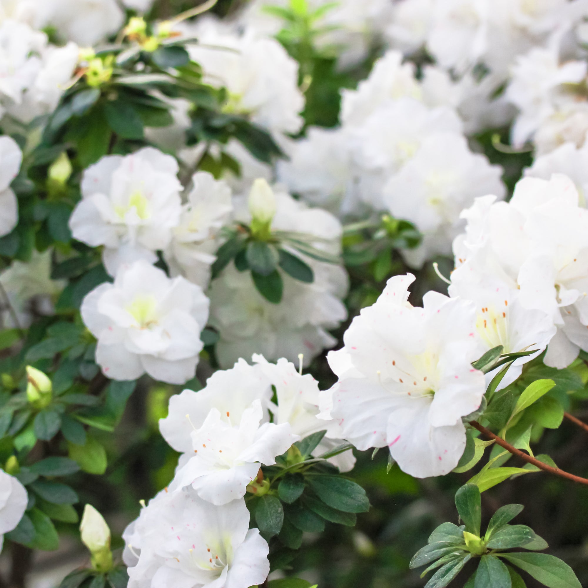 Azalea 'Palestina' 10L