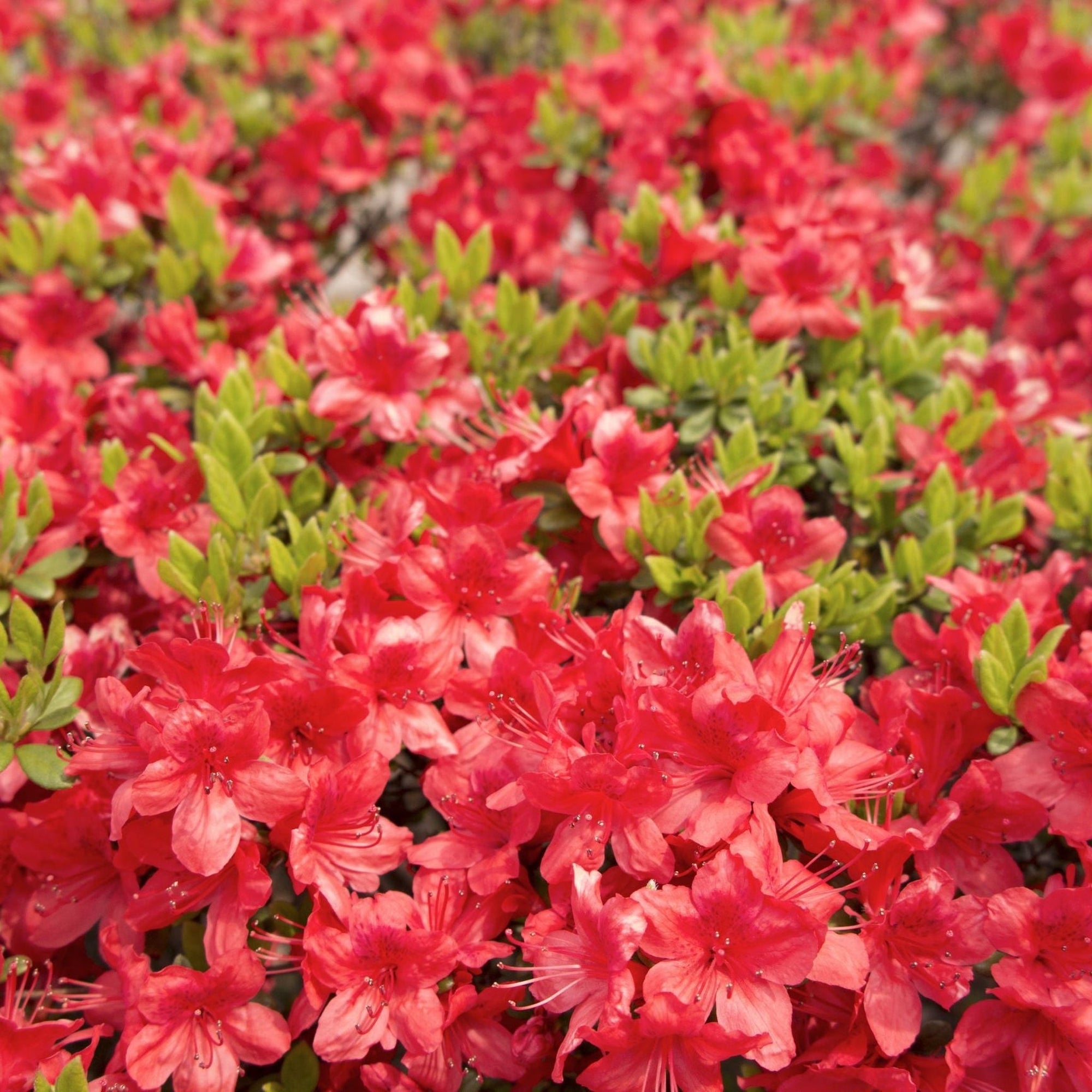 Azalea 'Moederkensdag' 2L