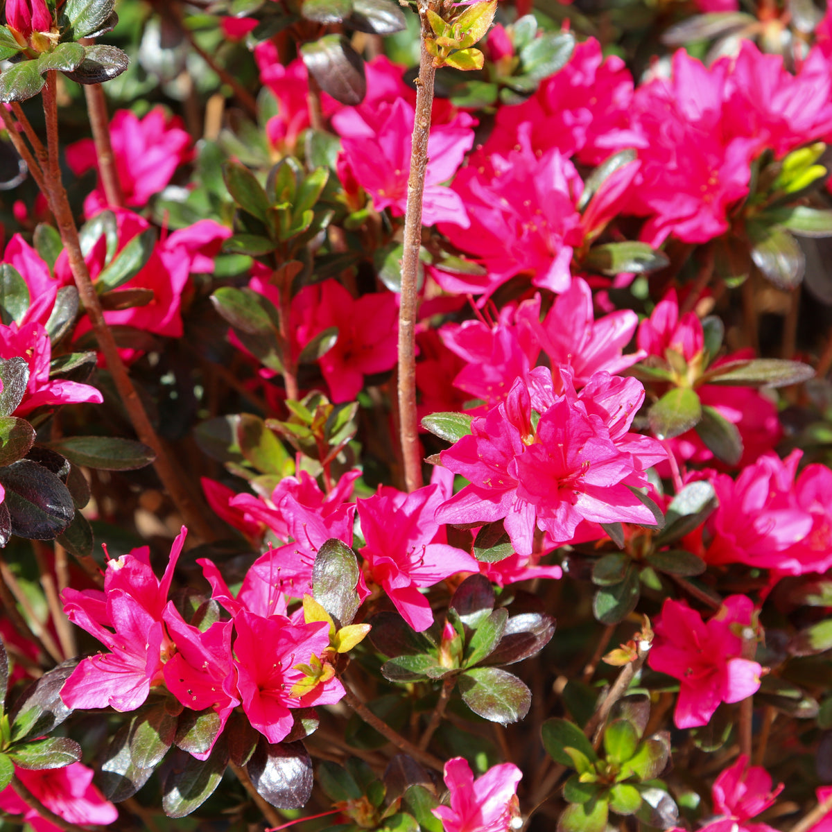 Azalea &#39;Toreador&#39; 2L features bright pink blooms and glossy evergreen leaves. Sunlight enhances its vibrant petals, making it an excellent choice for stunning garden displays.