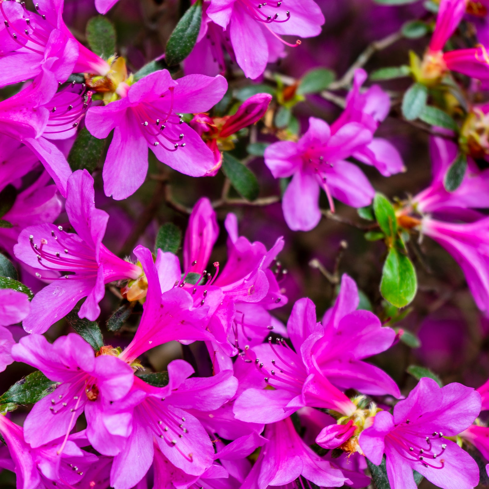 A person holds an Azalea 'Violetta' 2L with a purple label showing vivid blooms, ideal for garden displays. This lush evergreen shrub stands out against a corrugated metal wall in the background.