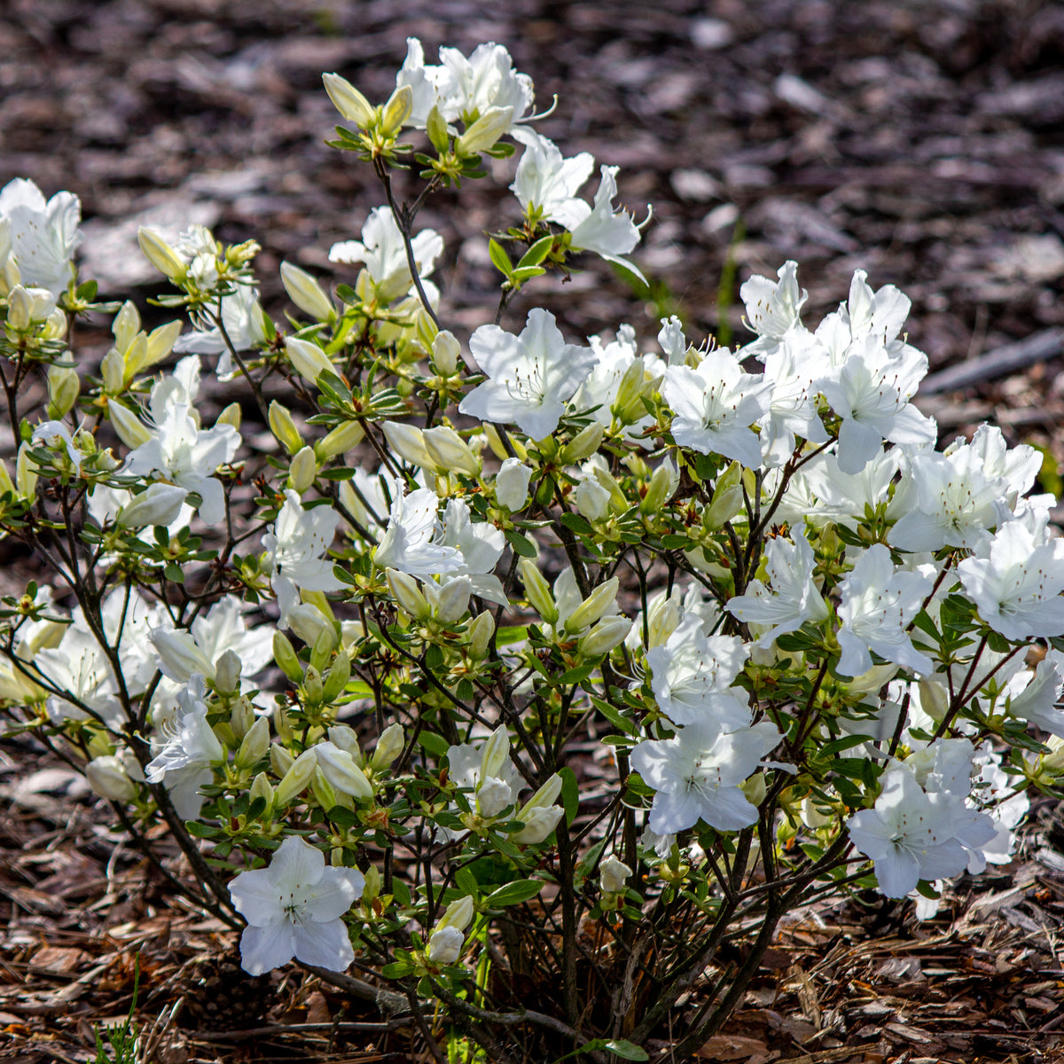Azalea &#39;Schneewittchen&#39; 2L is an evergreen shrub prized for its beautiful white blooms, offering year-round appeal to any landscape.