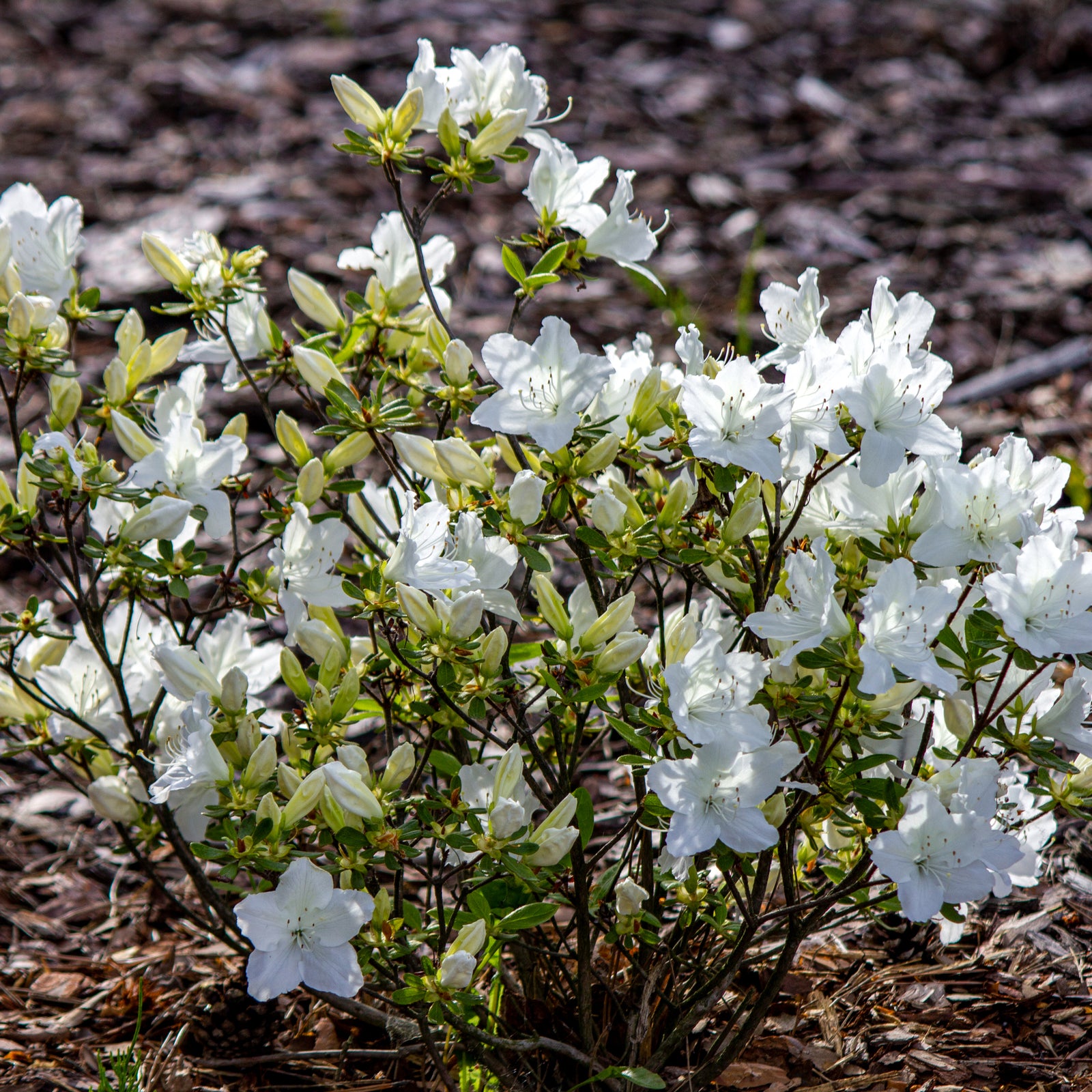 Azalea 'Schneewittchen' 2L is an evergreen shrub prized for its beautiful white blooms, offering year-round appeal to any landscape.