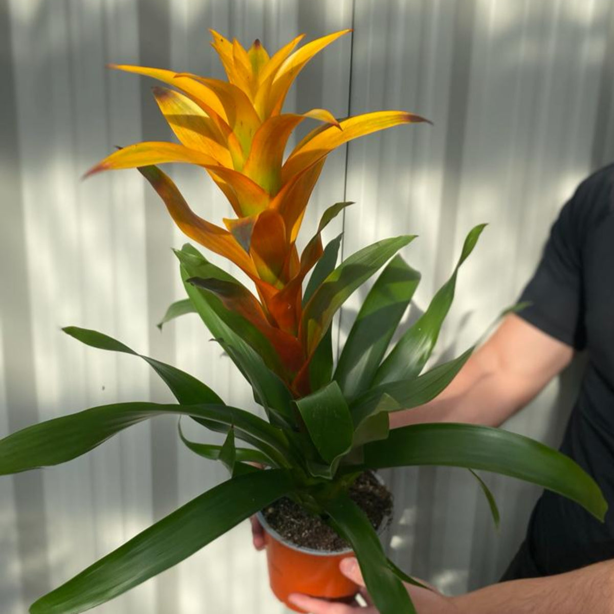 Guzmania amaretto - Yellow / Orange