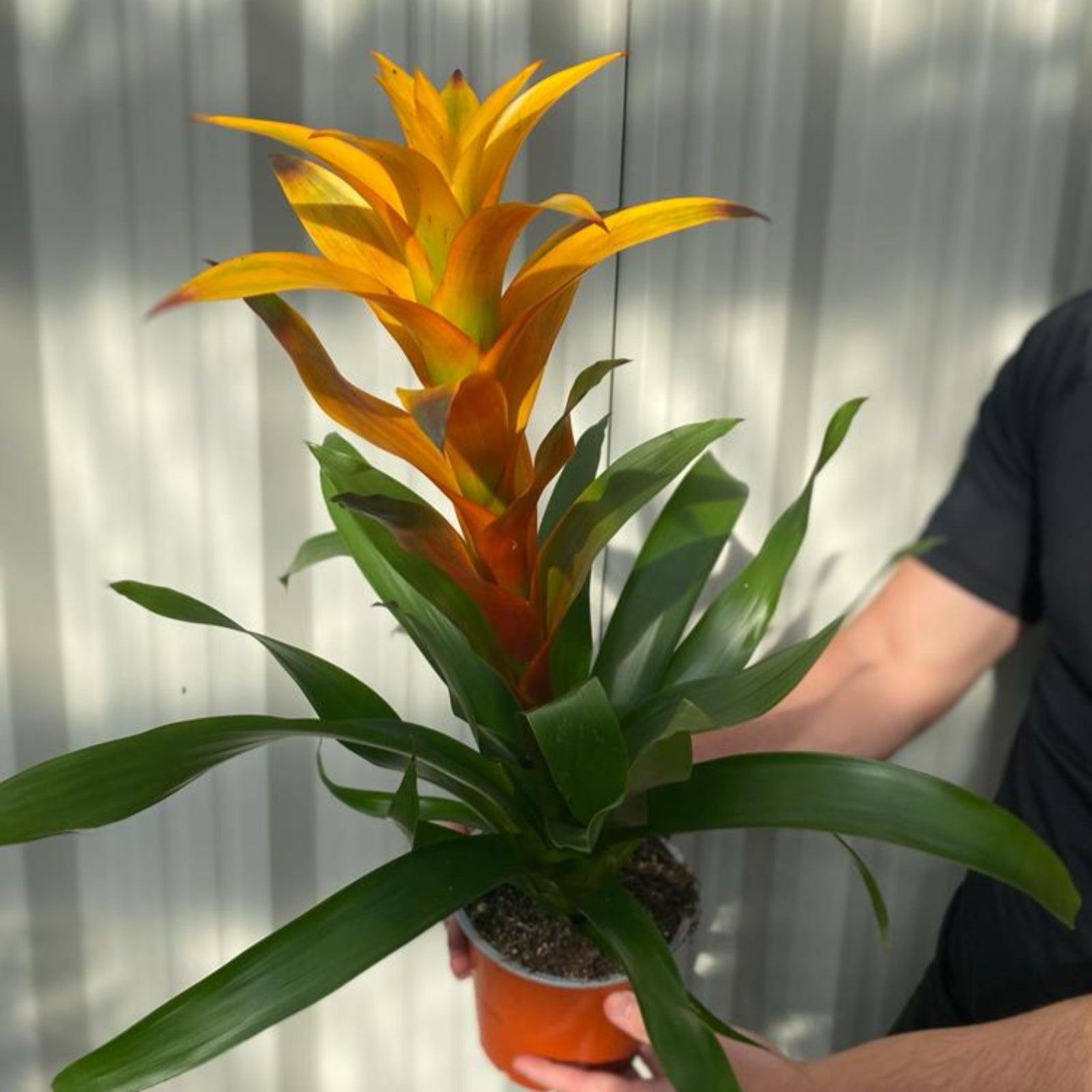 Guzmania amaretto - Yellow / Orange