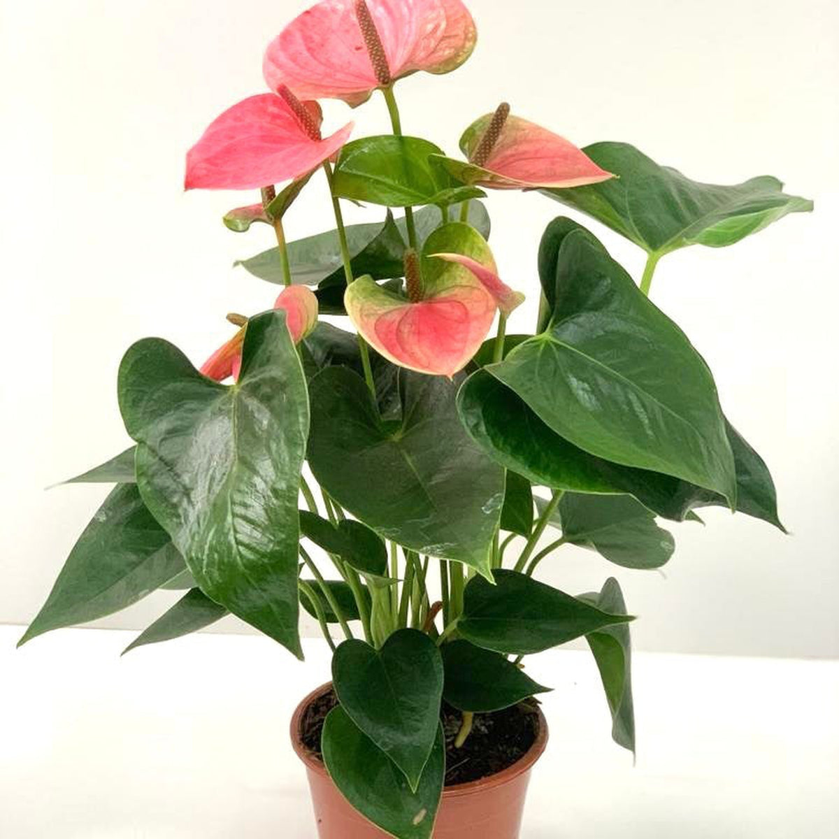 The Anthurium - Candy Floss Pink is a potted house plant with glossy dark green leaves and several heart-shaped, light pink flowers, displayed against a plain white background.