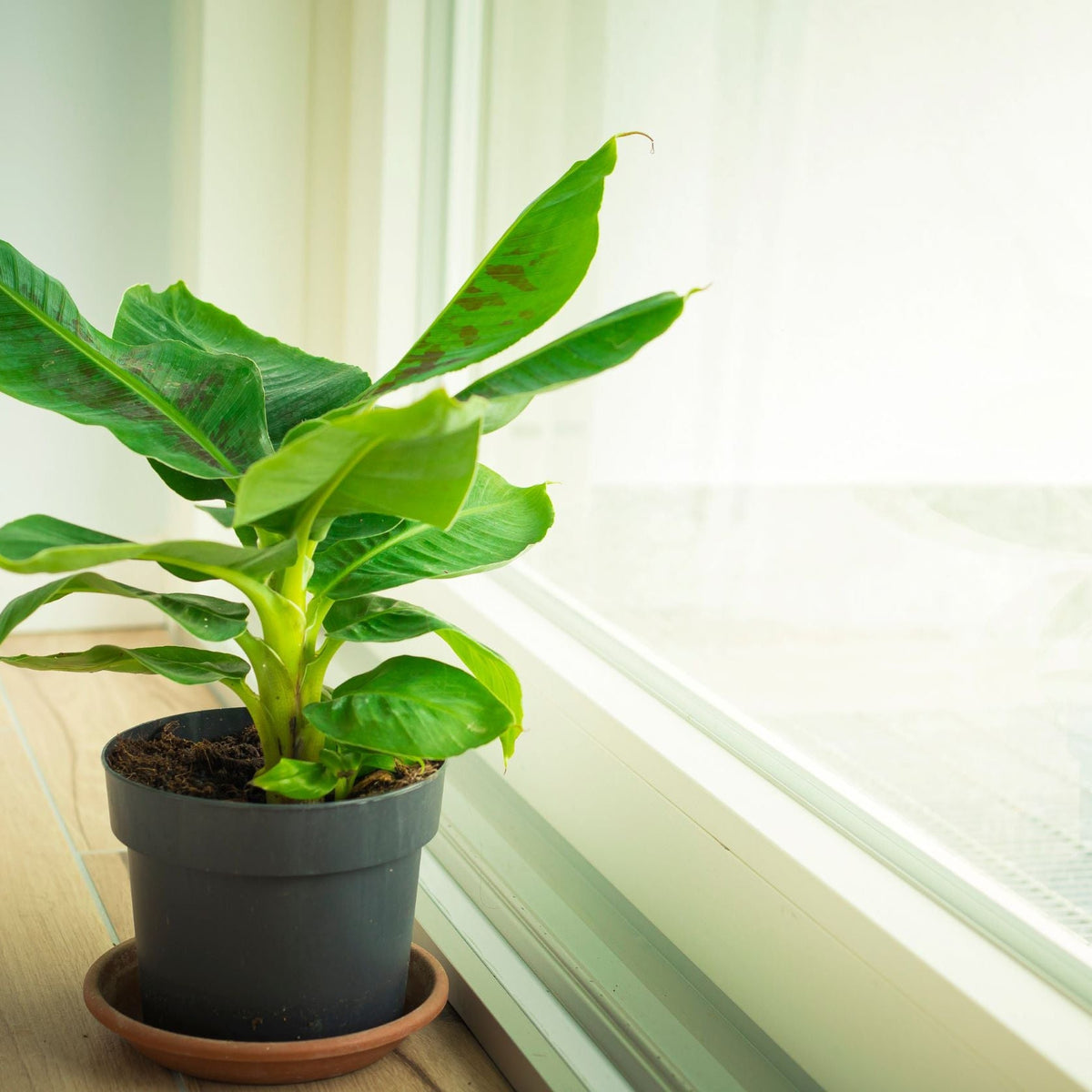 A Musa Tropicana (Banana Plant) with broad leaves sits on a terracotta saucer by a bright window, soaking up natural sunlight indoors.