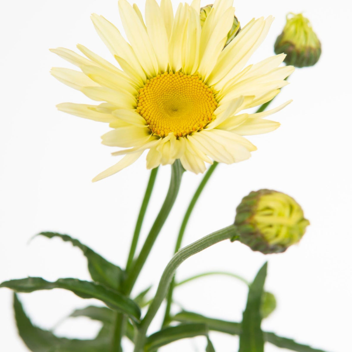 Leucanthemum &#39;Banana Cream&#39; 9cm