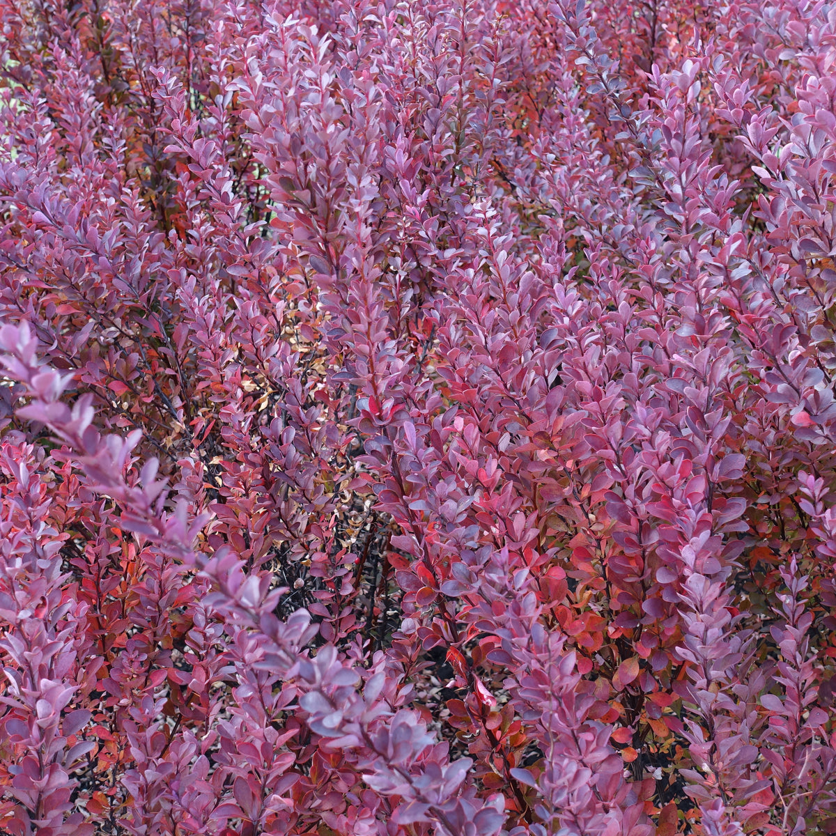 Dense clusters of pinkish-purple leaves cover many upright branches, creating vibrant textured foliage typical of Berberis atropurpureum (Purple Barberry), a prized deciduous shrub known for its striking red-purple leaves. Sold as 10 plants.