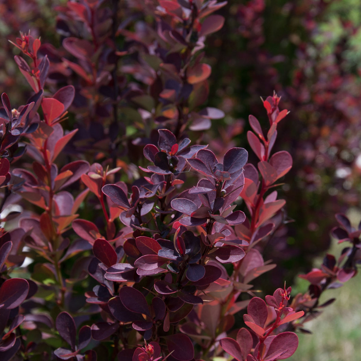 A close-up of Berberis atropurpureum - Purple Barberry (10 Plants), highlighting its vibrant red and purple foliage.