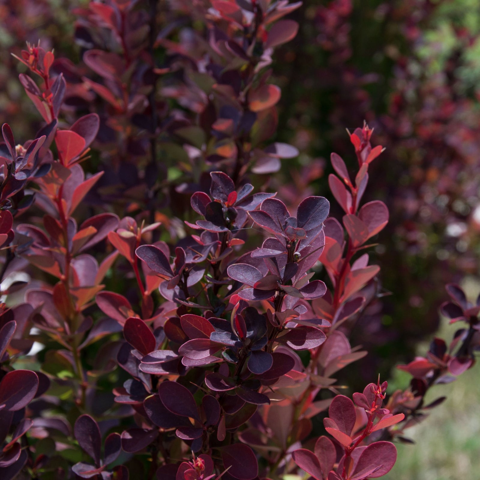 A close-up of Berberis atropurpureum - Purple Barberry (10 Plants), highlighting its vibrant red and purple foliage.
