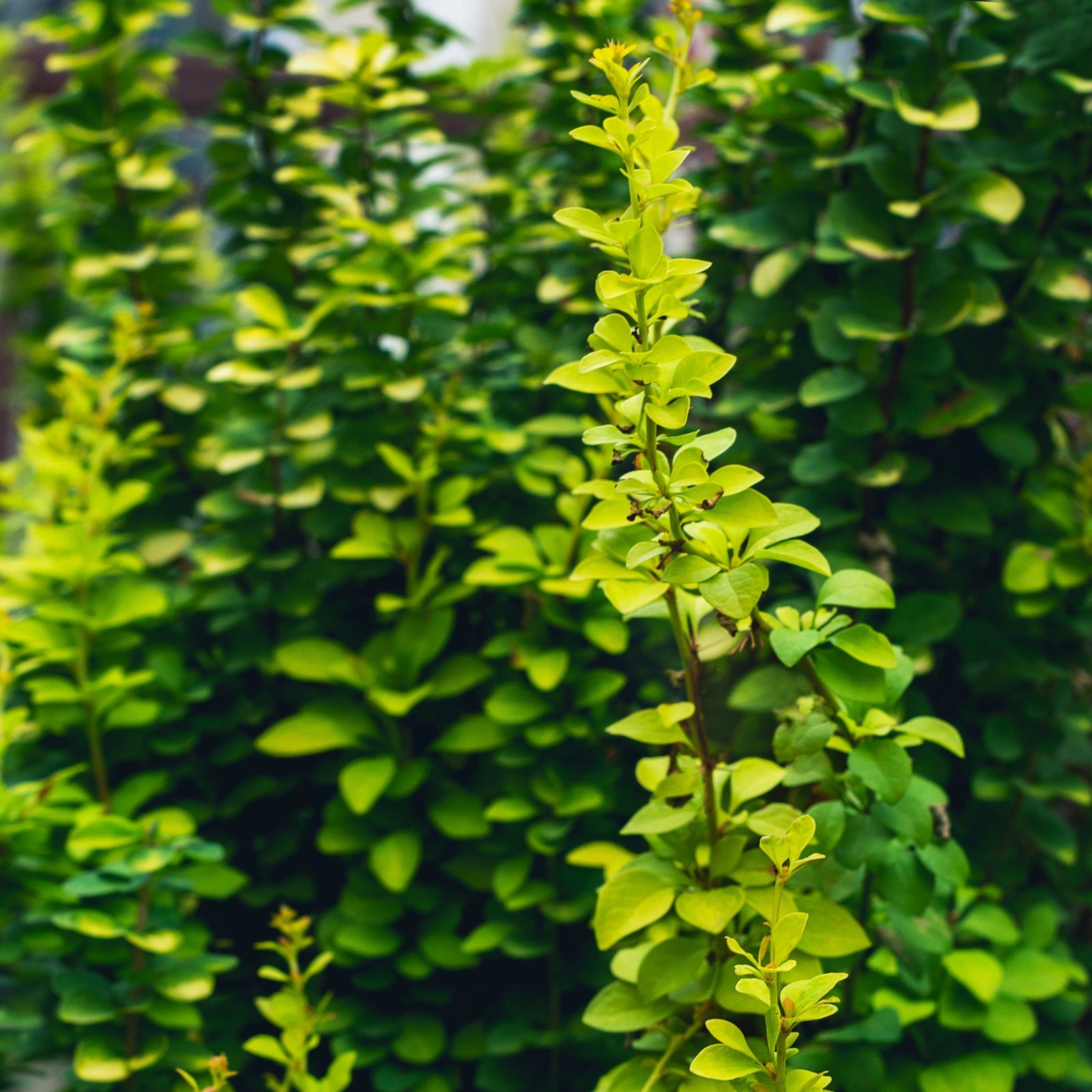Close-up of Berberis thunbergii powwow 3L, a compact shrub with small oval leaves densely packed on upright stems, shown against a backdrop of lush foliage.