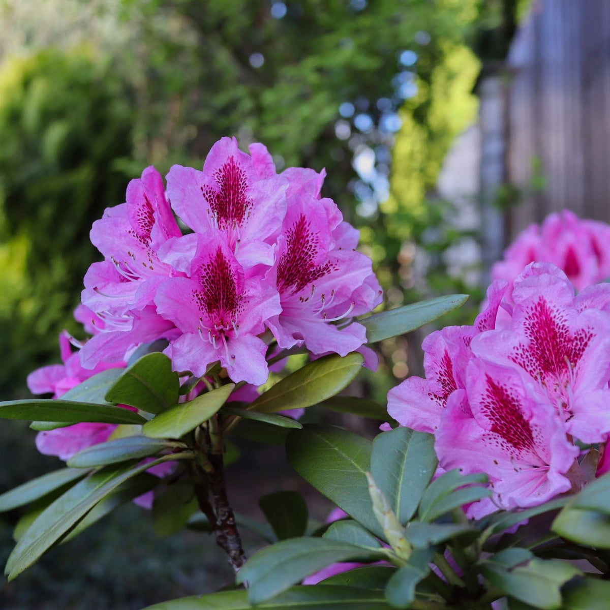 Rhododendron &#39;Bergensiana&#39; 5L features clusters of vibrant light pink blooms with deep red centers on an evergreen shrub with glossy green leaves, creating a striking garden display.