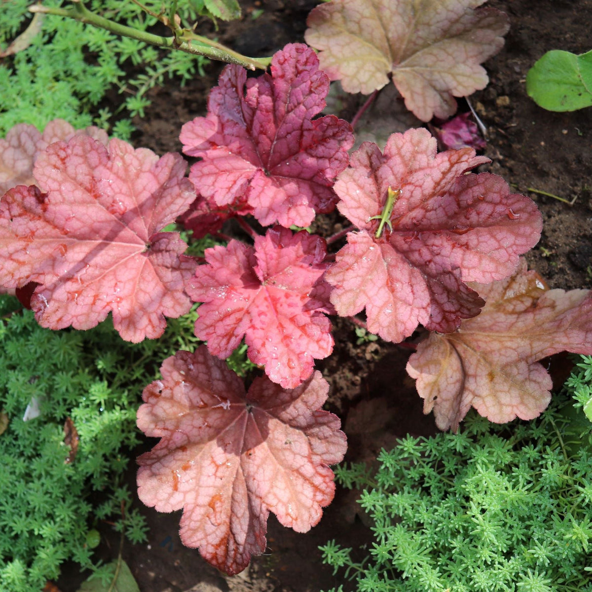 A Heuchera &#39;Berry Smoothie&#39; 2L with vibrant pink and red-veined leaves grows among green ground cover. A small green grasshopper sits atop one of its upper leaves, with soil visible in the background.