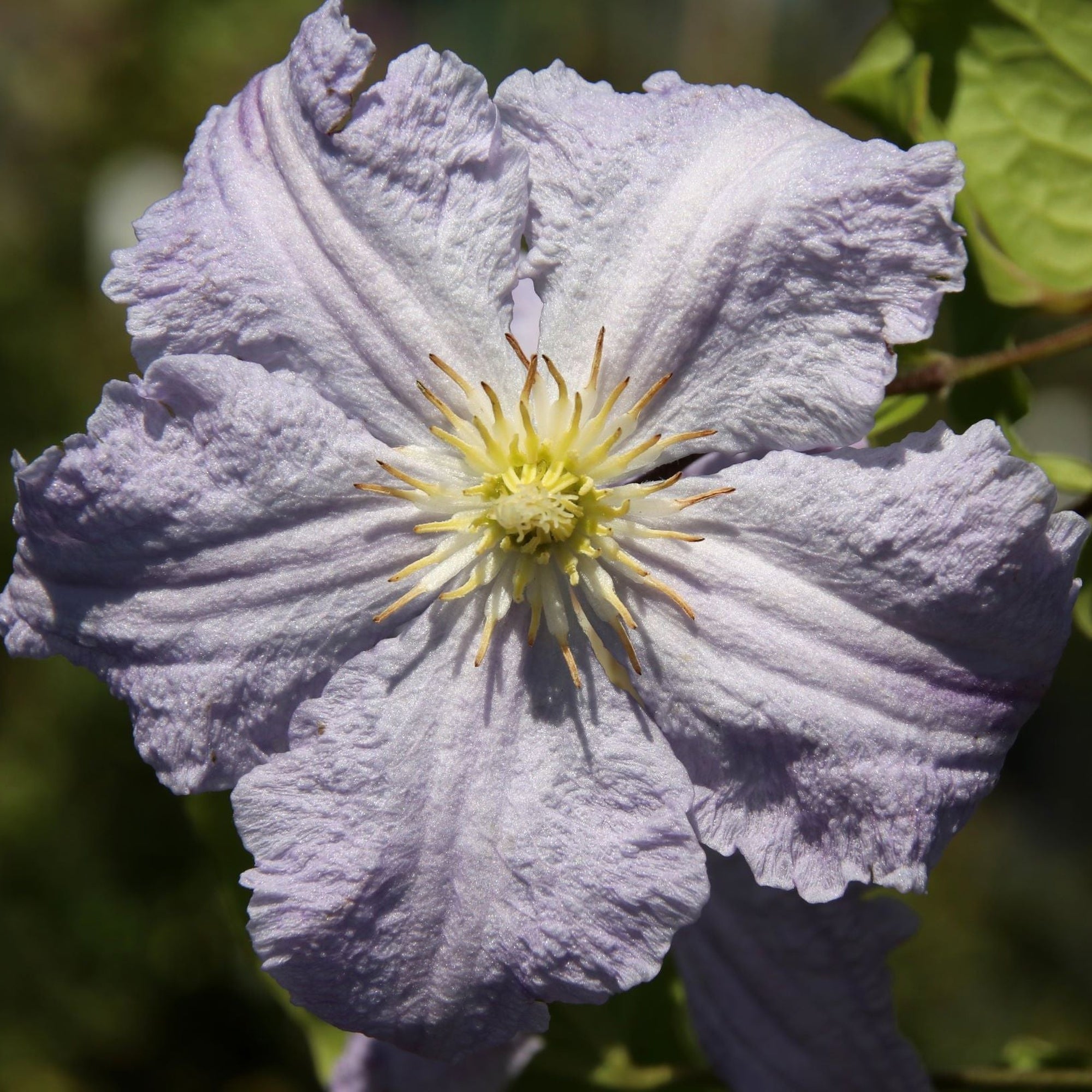 Clematis 'Blue Angel' 70cm