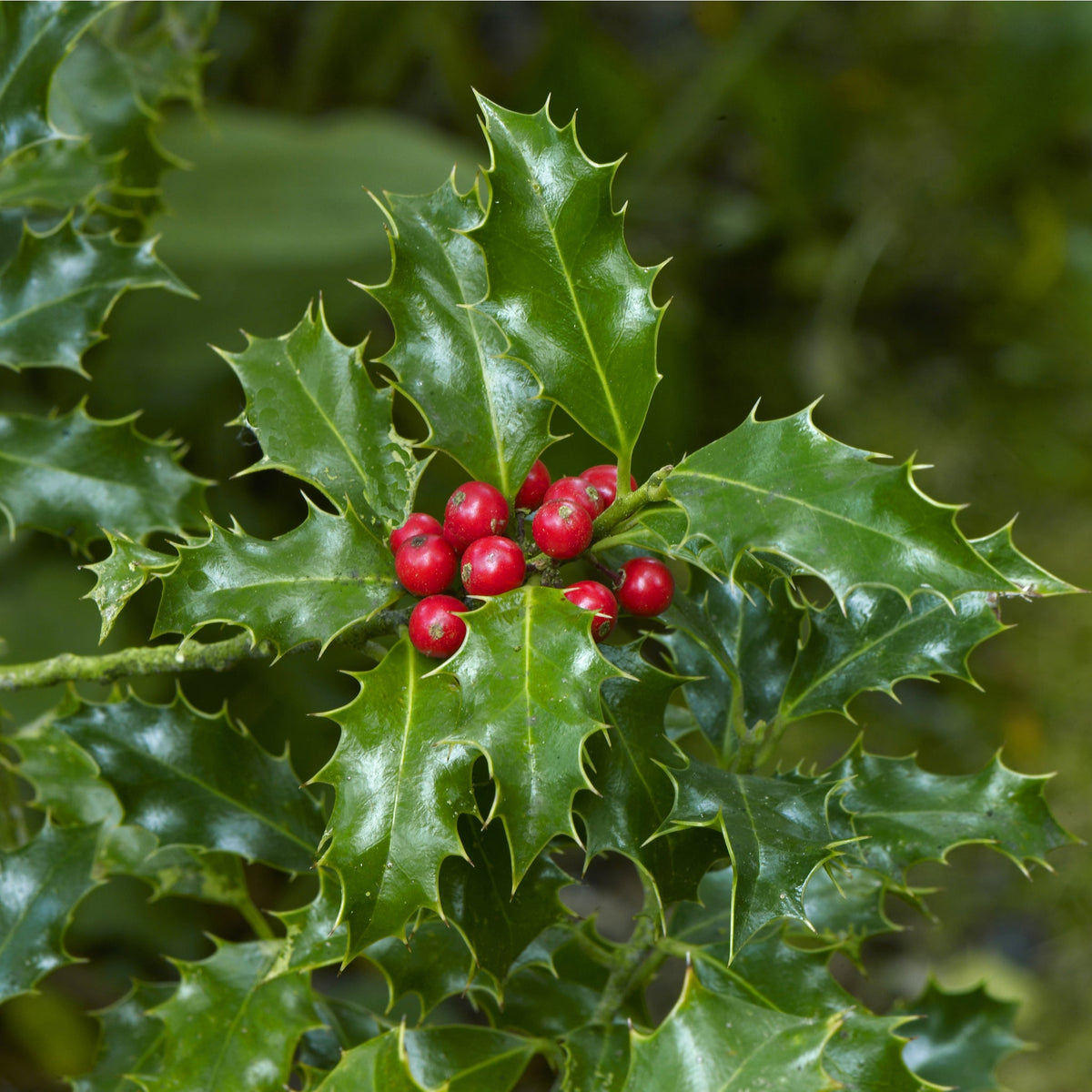 Close-up of Ilex &#39;Blue Angel&#39; Holly 5L, an evergreen shrub with glossy, spiky green leaves and a cluster of bright red berries. Blurred green foliage in the background.
