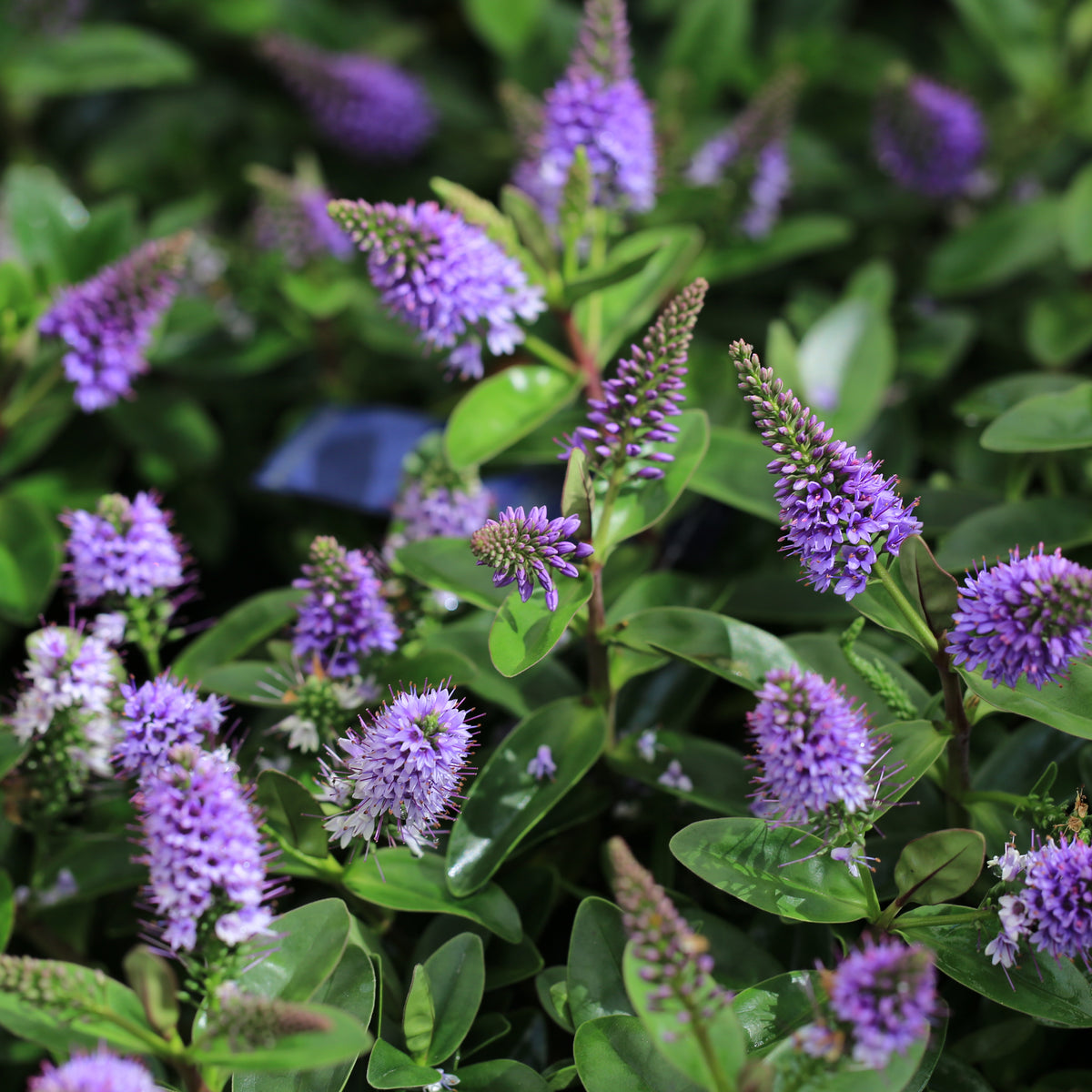 Hebe &#39;Blue Clouds&#39; 2L