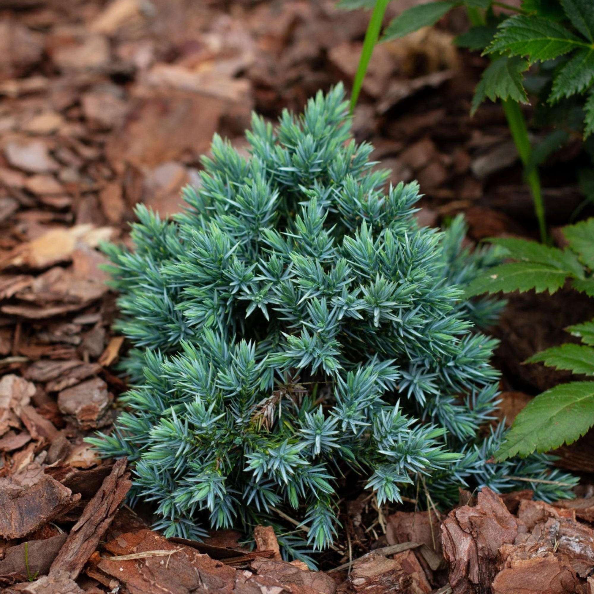 Juniperus Squamata 'Blue Star' 2L