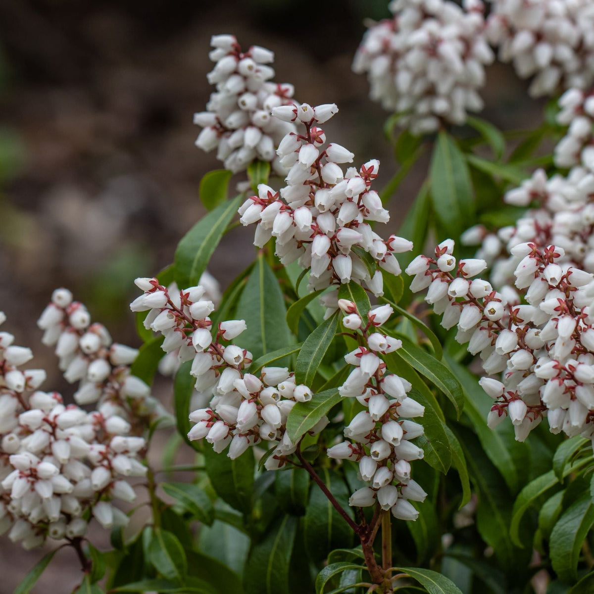 Pieris japonica &#39;Bonfire&#39; 2L is an evergreen shrub with glossy green leaves and clusters of small white, bell-shaped flowers on red stems. It creates a dense ornamental display and thrives best in ericaceous compost.