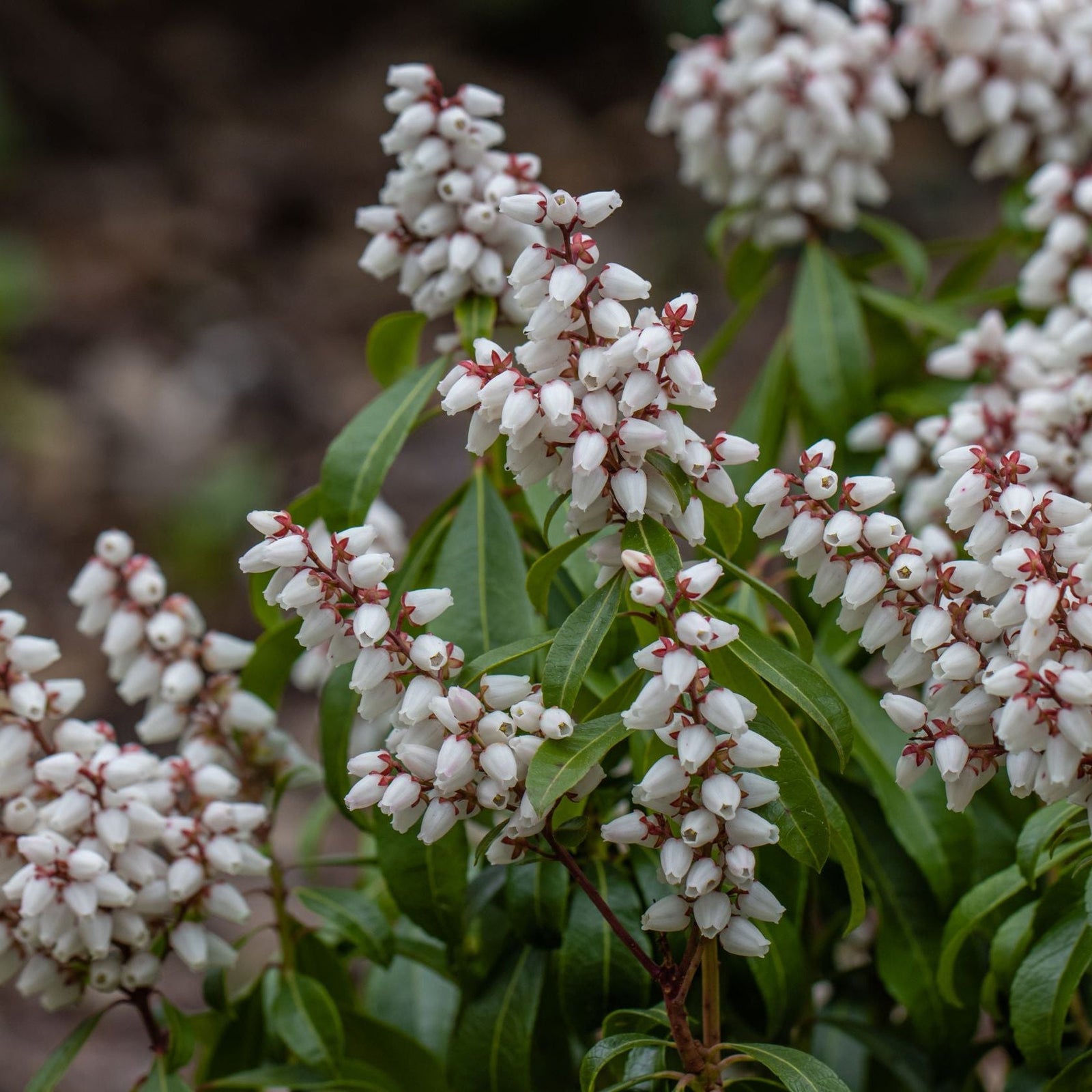 Pieris japonica 'Bonfire' 2L is an evergreen shrub with glossy green leaves and clusters of small white, bell-shaped flowers on red stems. It creates a dense ornamental display and thrives best in ericaceous compost.