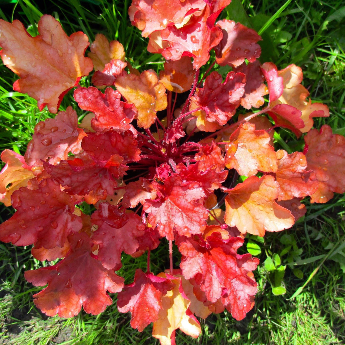 A close-up top view of Heuchera &#39;Boysenberry&#39; 2L, a perennial with vibrant red-orange scalloped leaves glistening with water droplets, nestled in green grass and sunlight—ideal for adding color to any shade garden.