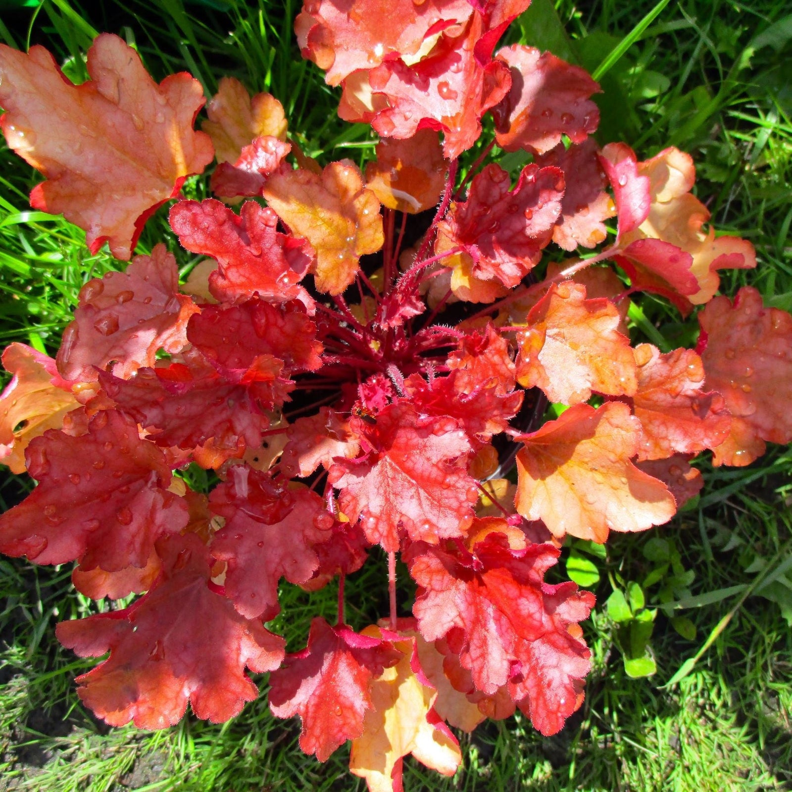 A close-up top view of Heuchera 'Boysenberry' 2L, a perennial with vibrant red-orange scalloped leaves glistening with water droplets, nestled in green grass and sunlight—ideal for adding color to any shade garden.