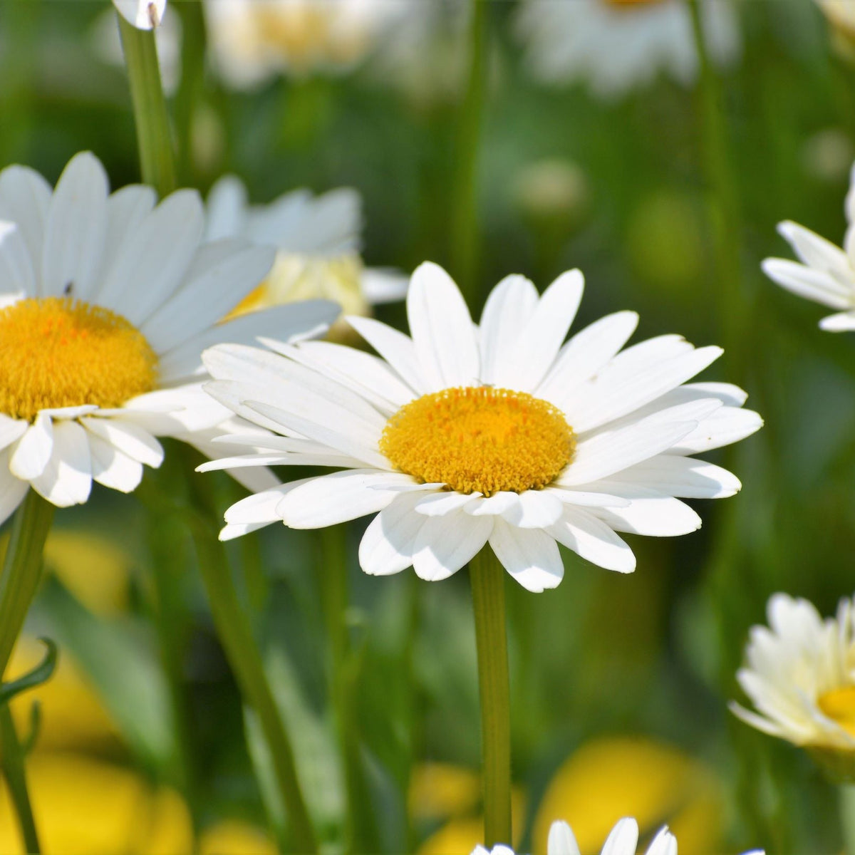 Close-up of Leucanthemum &#39;Snow Lady&#39; in a 9cm/1.5L Growers Pot, displaying its bright yellow center and white petals amid green stems and blurred blooms, captured outdoors in vivid natural light.