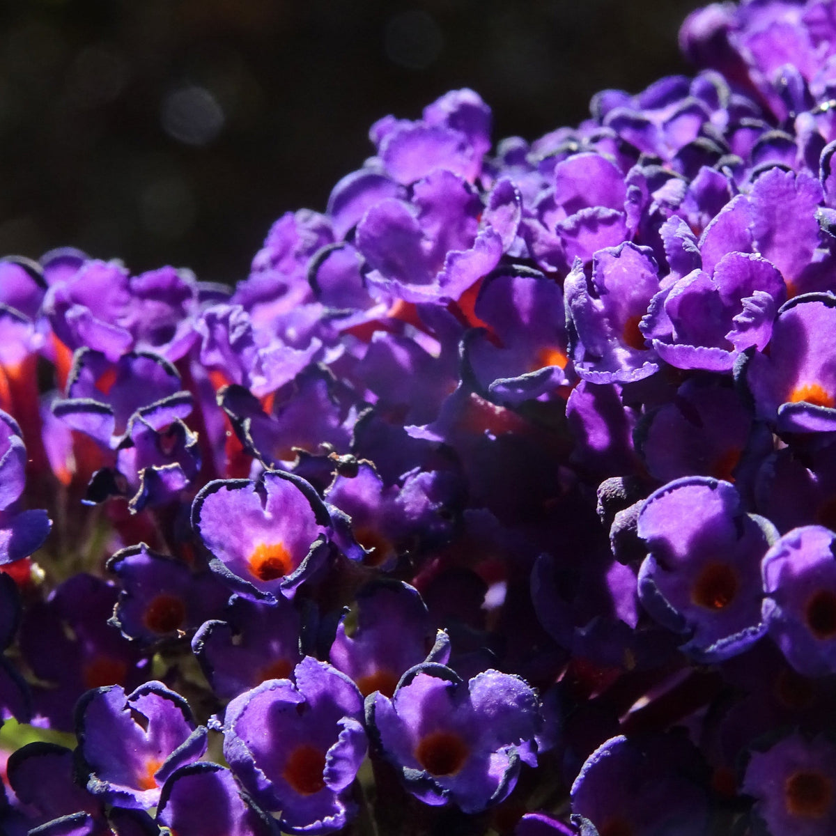 A close-up shows vibrant purple Buddleja davidii &#39;Black Knight&#39; flowers with orange centers, brightly lit against a dark, blurred background.
