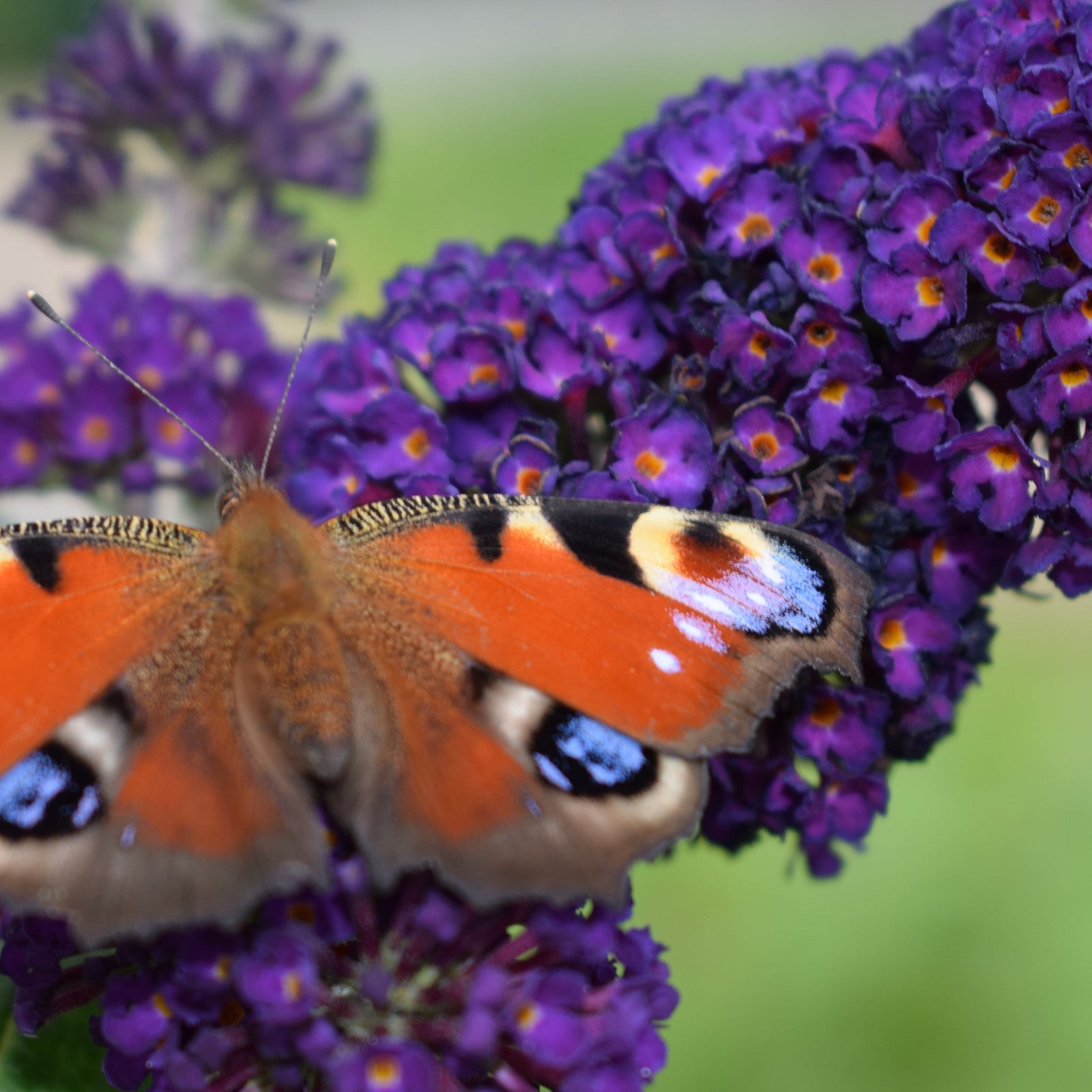 A close-up of a colorful butterfly with orange, black, yellow, and blue markings rests on vibrant Buddleja davidii 'Black Knight' flowers. The blurred green background highlights the butterfly and these fragrant blooms.
