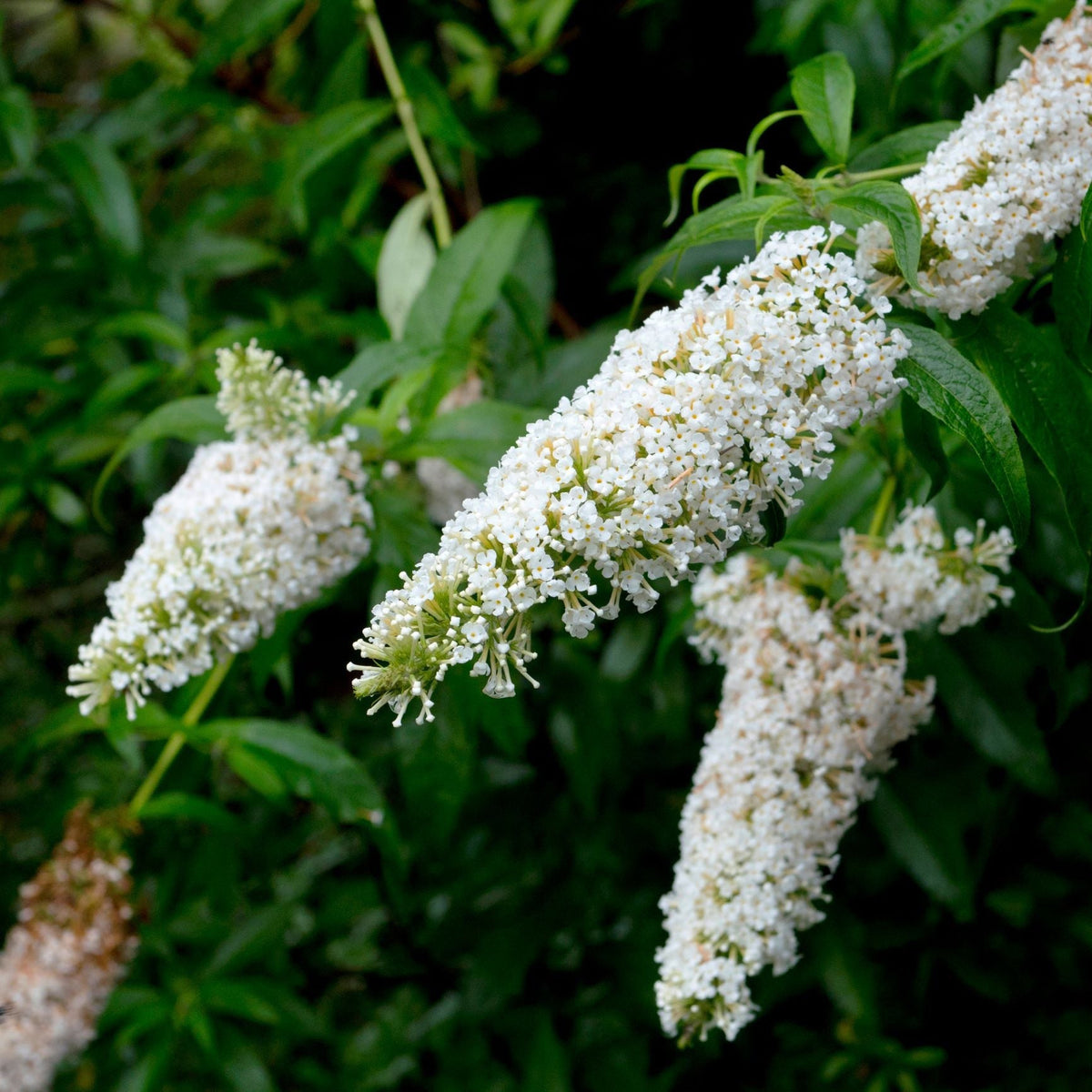 Buddleja davidii &#39;White Profusion&#39;