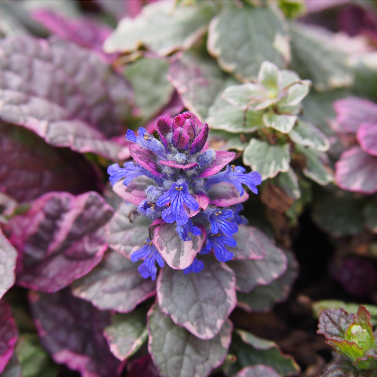 A close-up of Ajuga &#39;Burgundy Glow&#39; 9cm, a groundcover perennial, displays its variegated green and purple leaves with a cluster of small, vibrant blue flowers at the center.