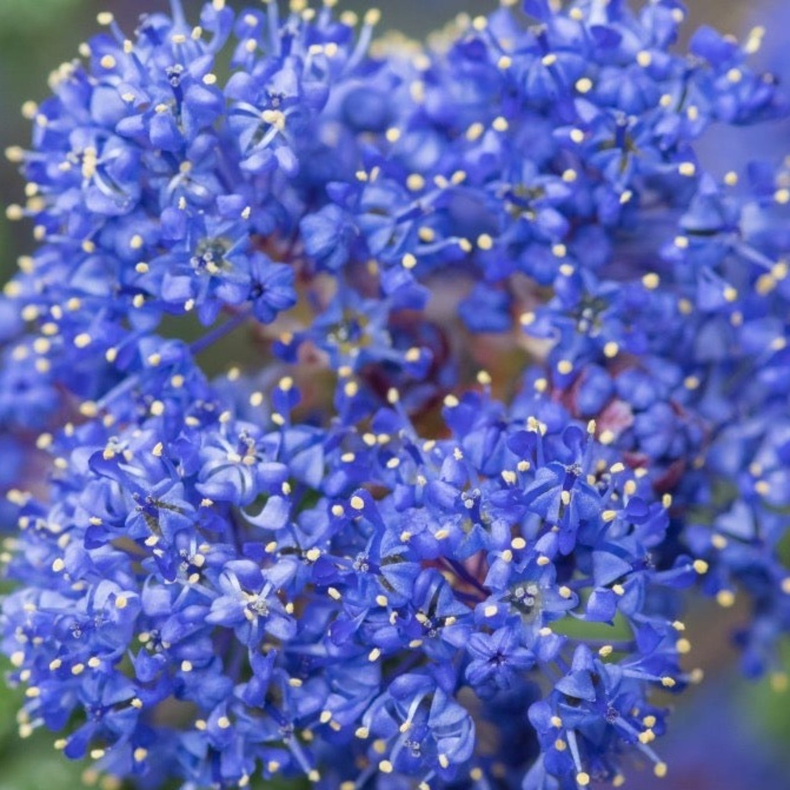 Close-up of vibrant blue Ceanothus thyrsiflorus var. repens (2L/5L) flowers, featuring yellow-tipped stamens and softly blurred green foliage in the background.