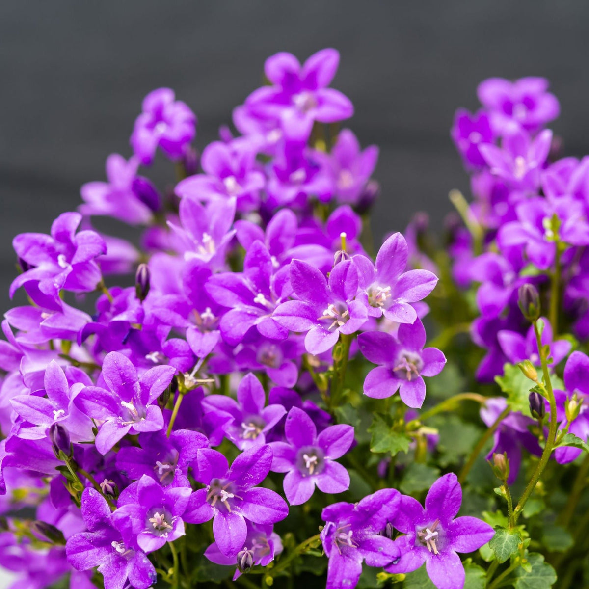 Campanula portenschlagiana &#39;Clockwise&#39; 9cm/1.5L