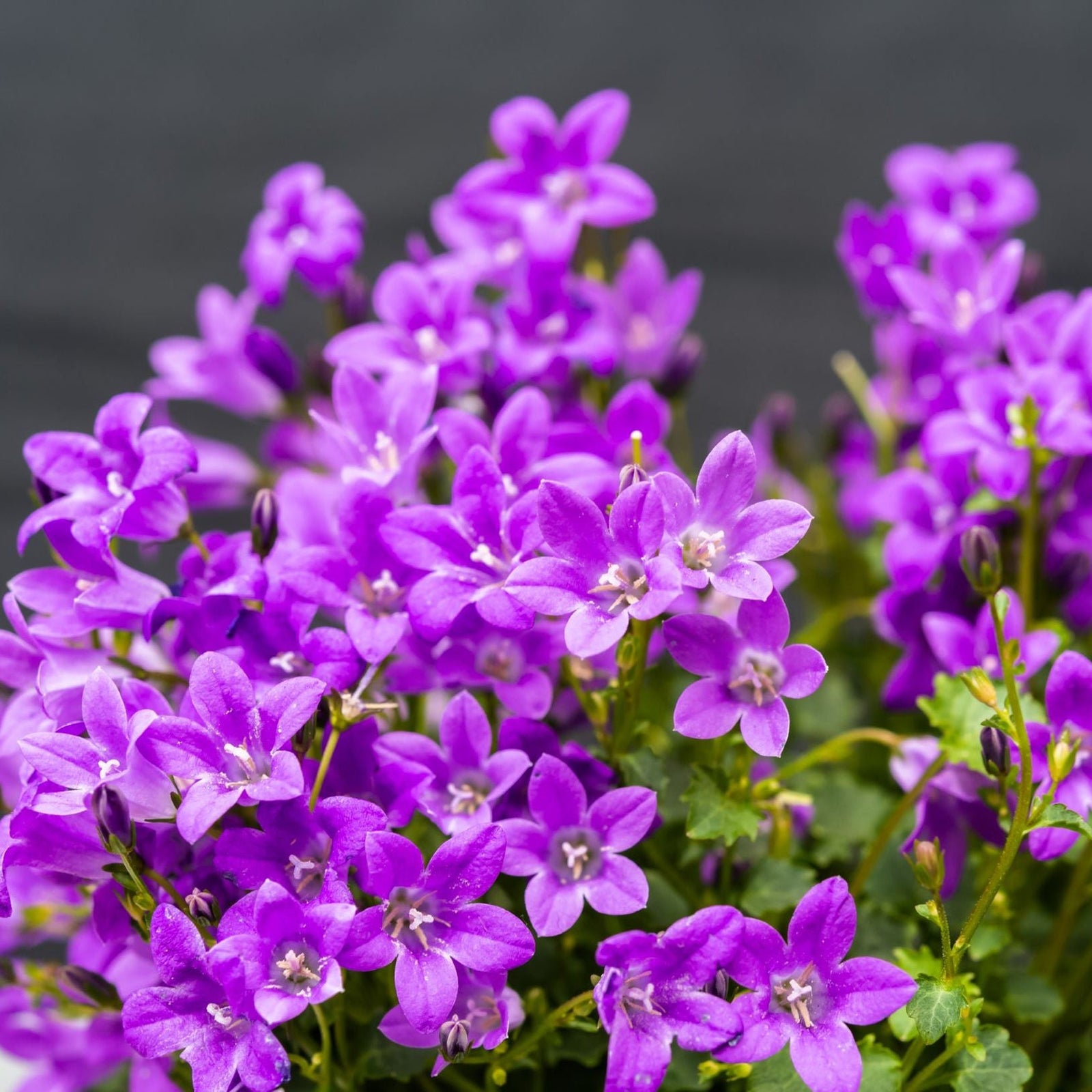 Campanula portenschlagiana 'Clockwise' 9cm/1.5L
