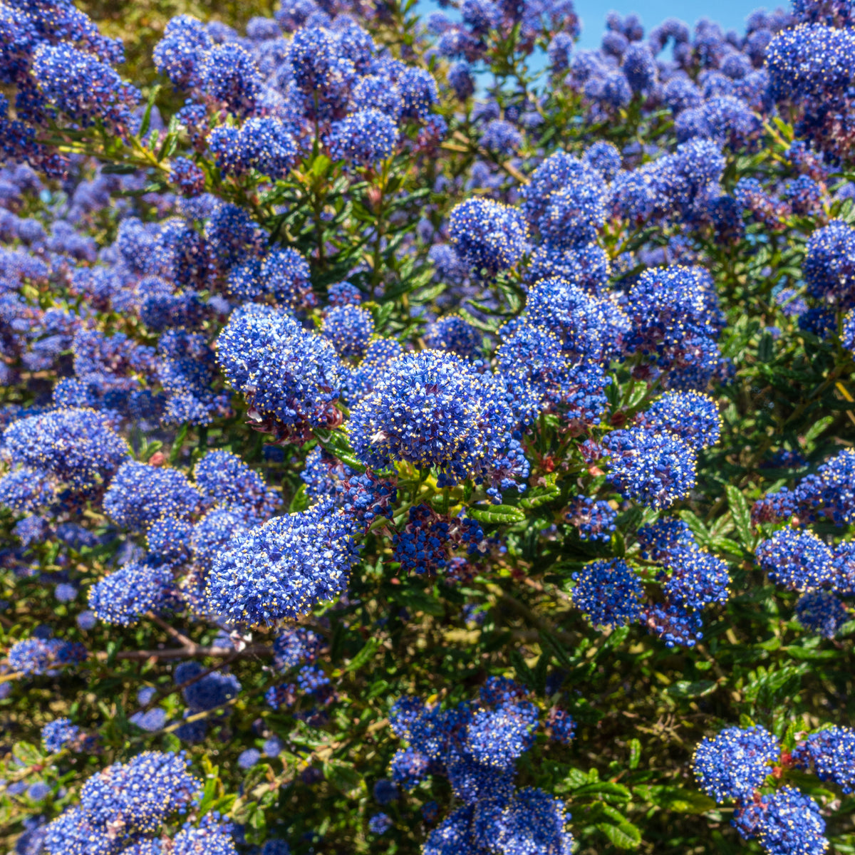 Ceanothus &#39;Spring Party&#39;  (Californian Lilac) 2L