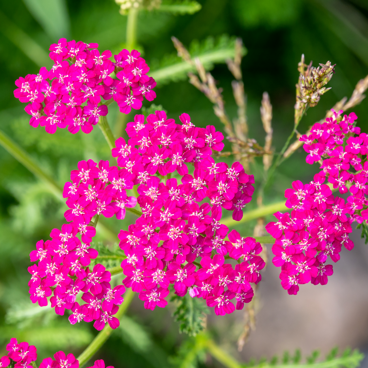 Achillea millefolium &#39;Cerise Queen&#39; (9cm Pot)