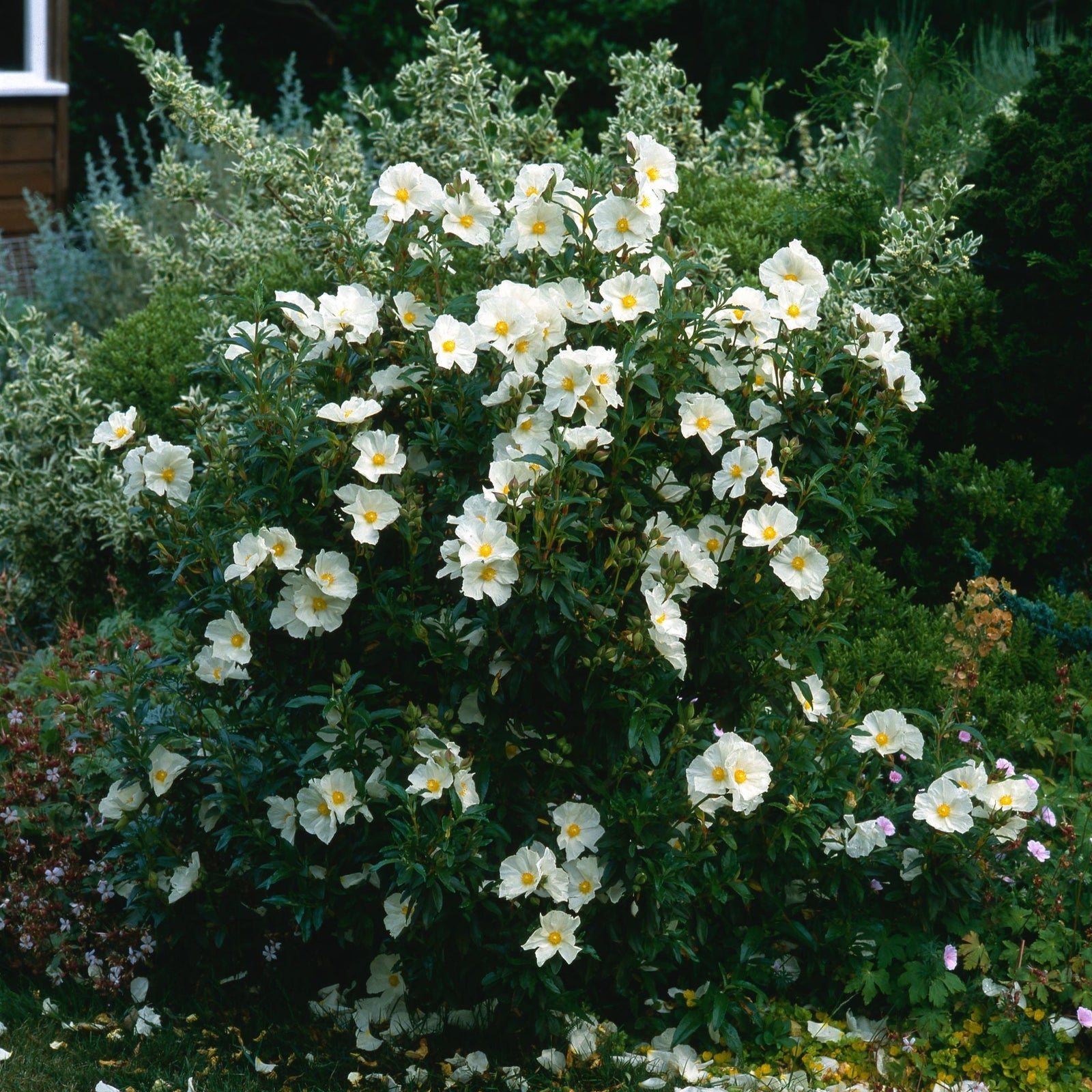 The Cistus x Florentinus Rock Rose 3L is a bushy evergreen shrub with large white flowers featuring yellow centers, lush green foliage, and thrives beautifully among other garden plants in outdoor settings.