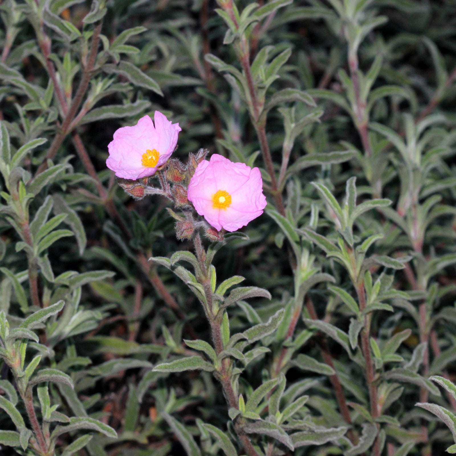 Cistus x Silver Pink Rock Rose 10L