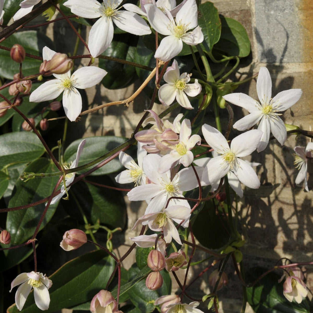 Clematis armandii - Apple Blossom 100cm (Evergreen and Fragrant) features light pink flowers with yellow centers, reddish stems, glossy green leaves, and unopened buds, climbing elegantly against a sunlit stone wall.