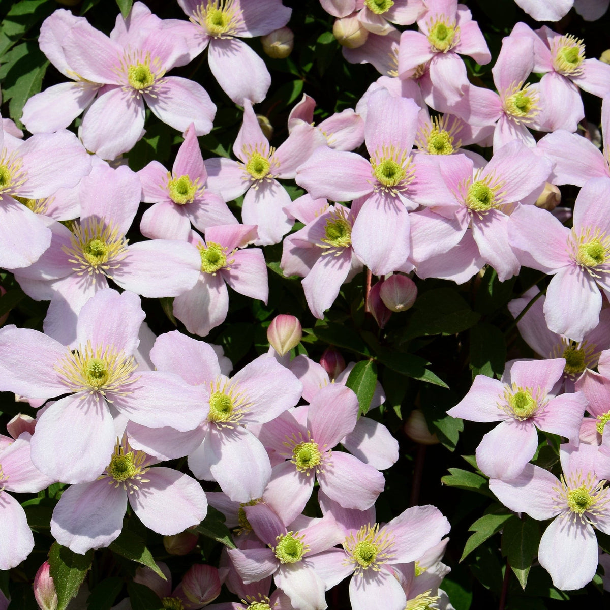 Clematis montana &#39;Pink Perfection&#39; 60cm, a beautiful flowering climber with pale pink blooms, yellow centers, and lush green foliage, is shown bursting with blossoms and buds.