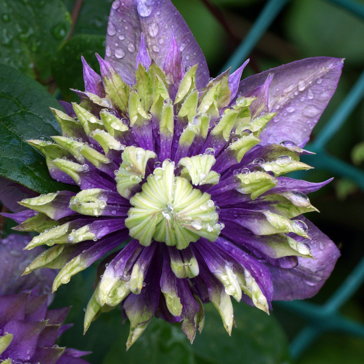 A close-up of Clematis florida &#39;Taiga&#39; 75-85cm, an exotic climber with vibrant purple and pale green layered petals, adorned with dewdrops and set against lush green leaves and a softly blurred background.