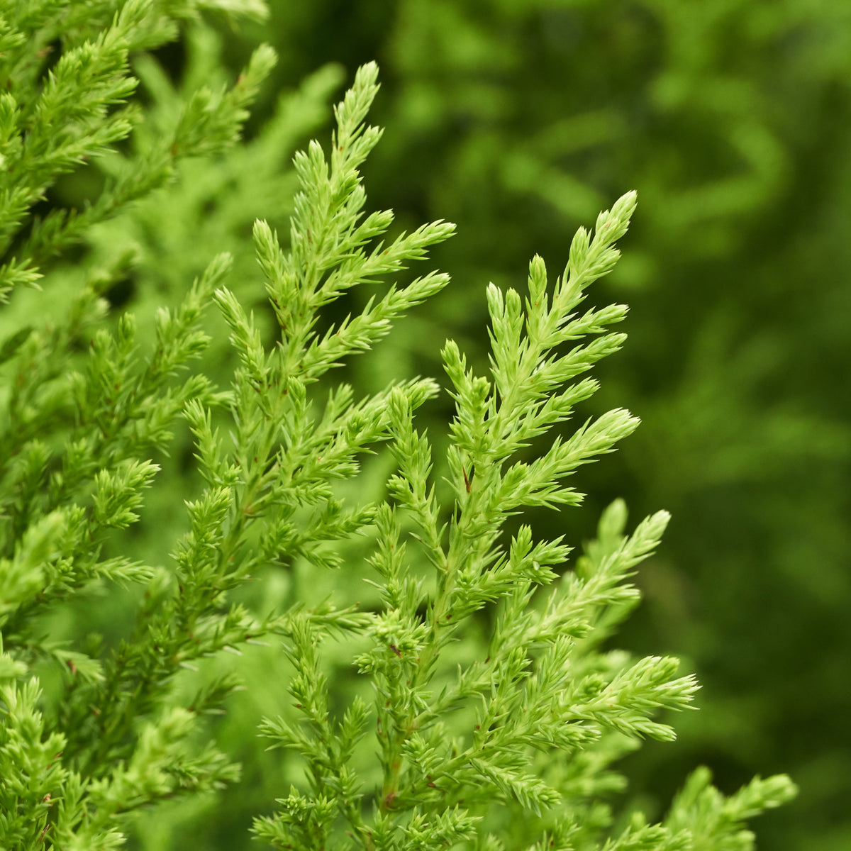 Close-up of Goldcrest Conifer &#39;Wilma&#39; (available in 4 sizes), featuring bright green, feathery needles and fine, soft-textured foliage set against a lush, natural background.