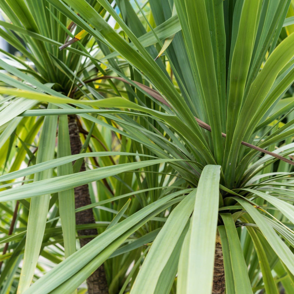 Close-up of long, narrow green leaves growing densely from thick stems, characteristic of Cordyline australis Peko - Green, a low-maintenance plant available in 3 sizes, ideal for indoors or gardens.