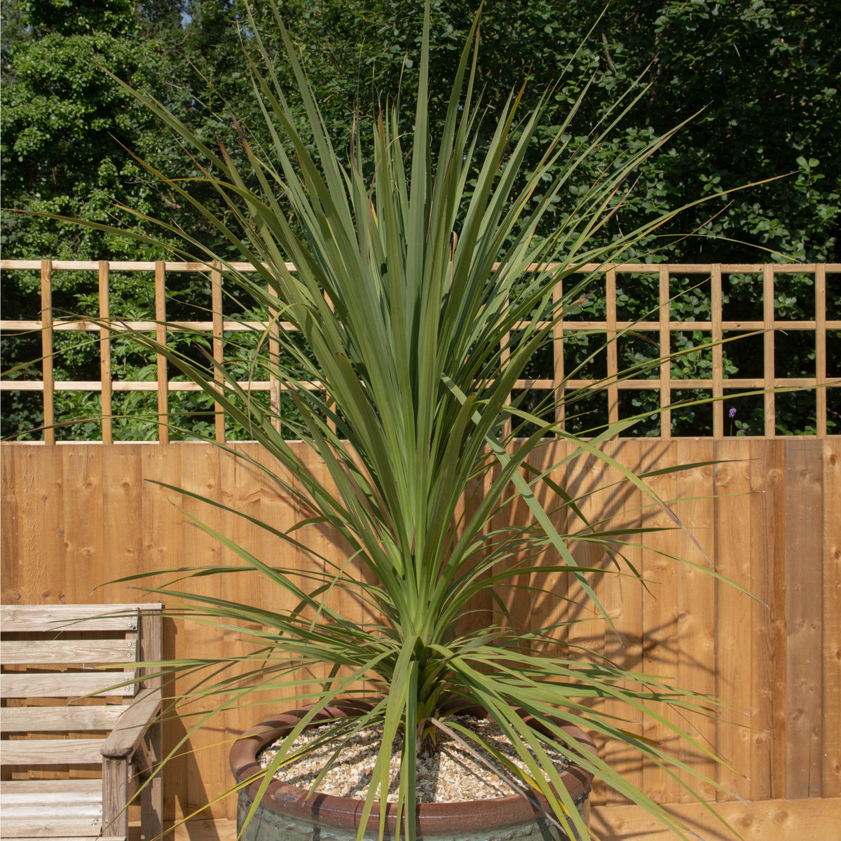 A Cordyline australis Green (1m-1.2m), a low-maintenance spiky plant with long, narrow leaves, sits by a wooden fence and lattice next to a bench in a sunny garden.