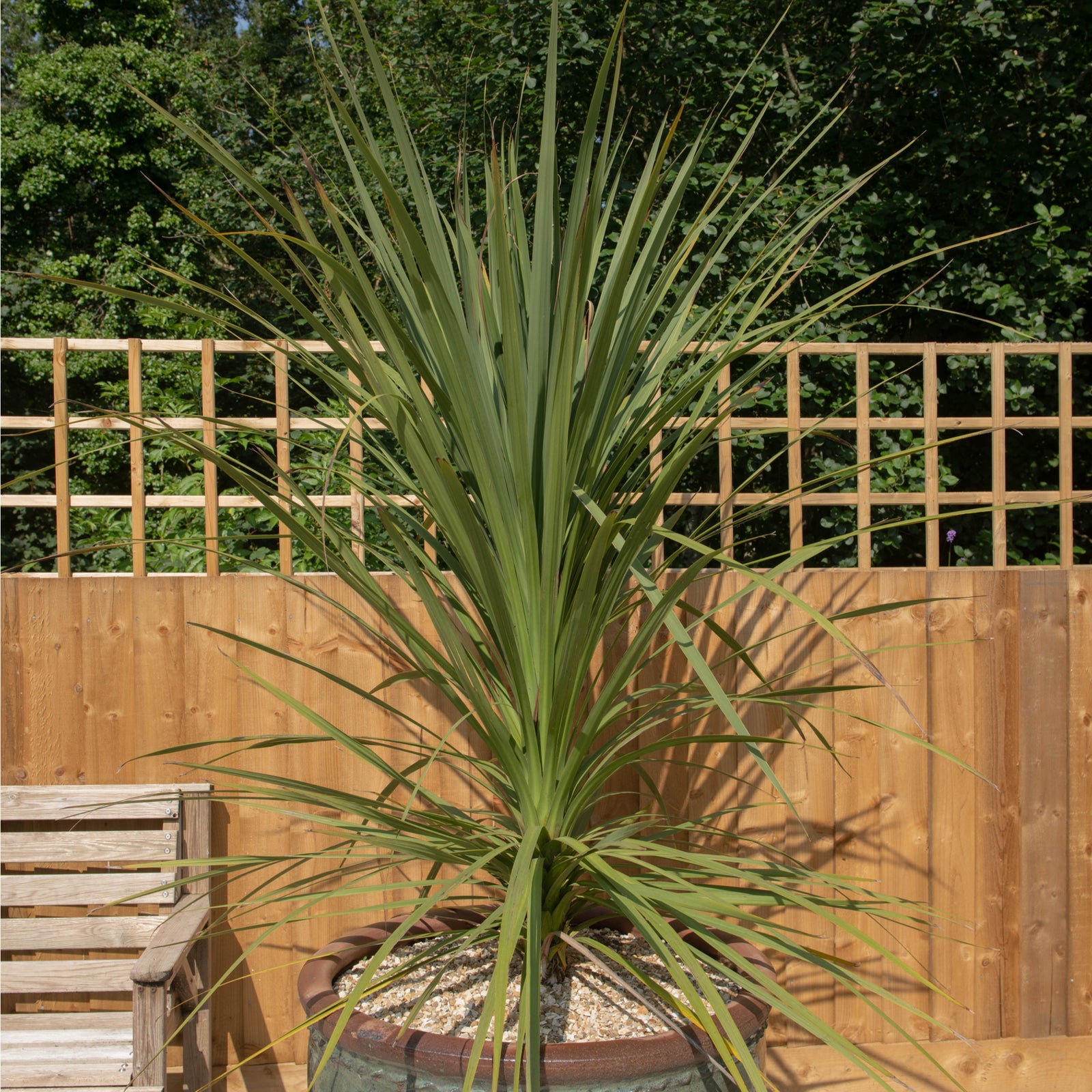 A smiling man outdoors holds a large potted Cordyline australis Green (1m-1.2m) with long, slender green leaves. A wooden fence and lush greenery appear in the background.