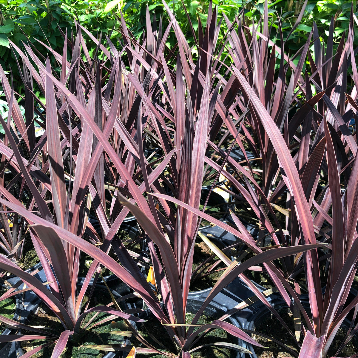 Cordyline australis &#39;Red Star&#39; features tall, narrow, pointed leaves with striking bronze-red foliage that grows densely in sunlight, creating a vibrant, low-maintenance shrub ideal for adding bold color to your garden. Available in 3 sizes.