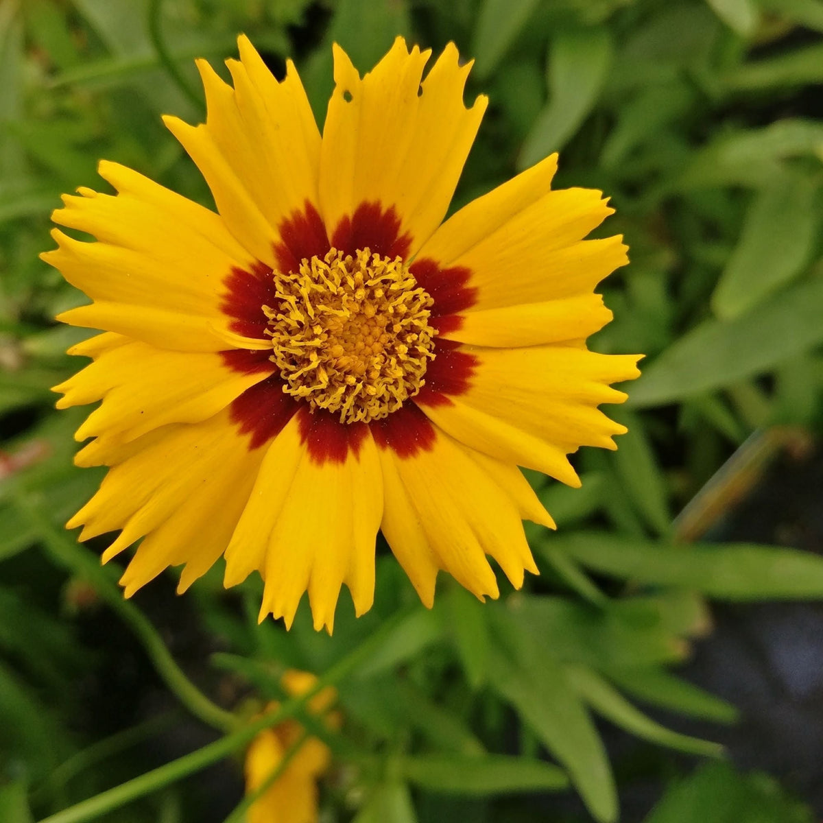 A close-up of Coreopsis grandiflora Sunfire 9cm/1.5L, a drought-tolerant plant with bright yellow pointed petals and a red center ring, set against a backdrop of green leaves.