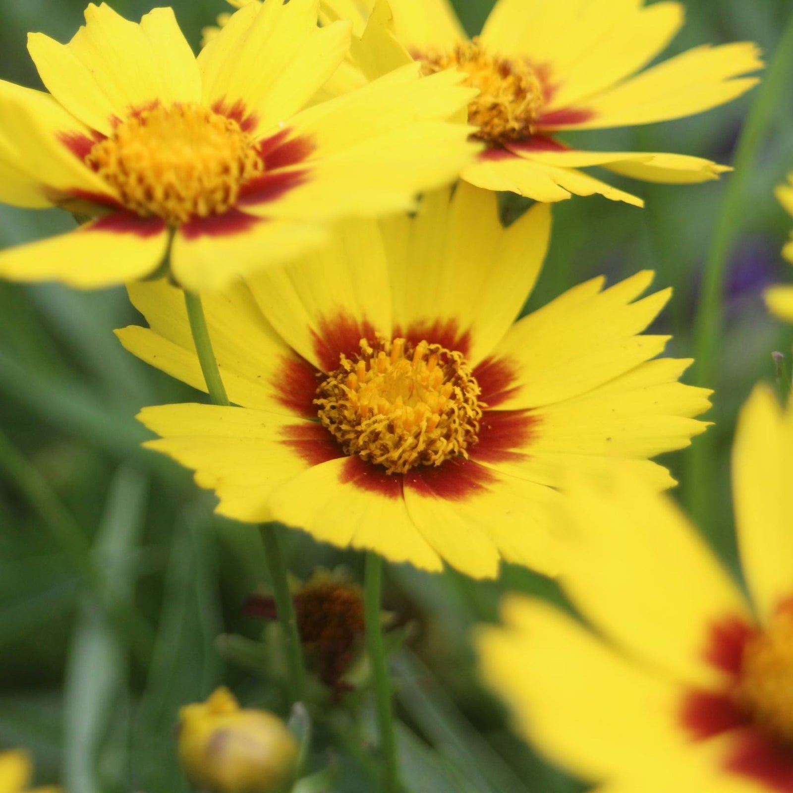 Close-up of Coreopsis - Baby Gold 1.5L, a compact, drought-tolerant perennial with bright yellow, jagged-petaled flowers and red centers, surrounded by green leaves—perfect for adding vibrant color to your landscape.
