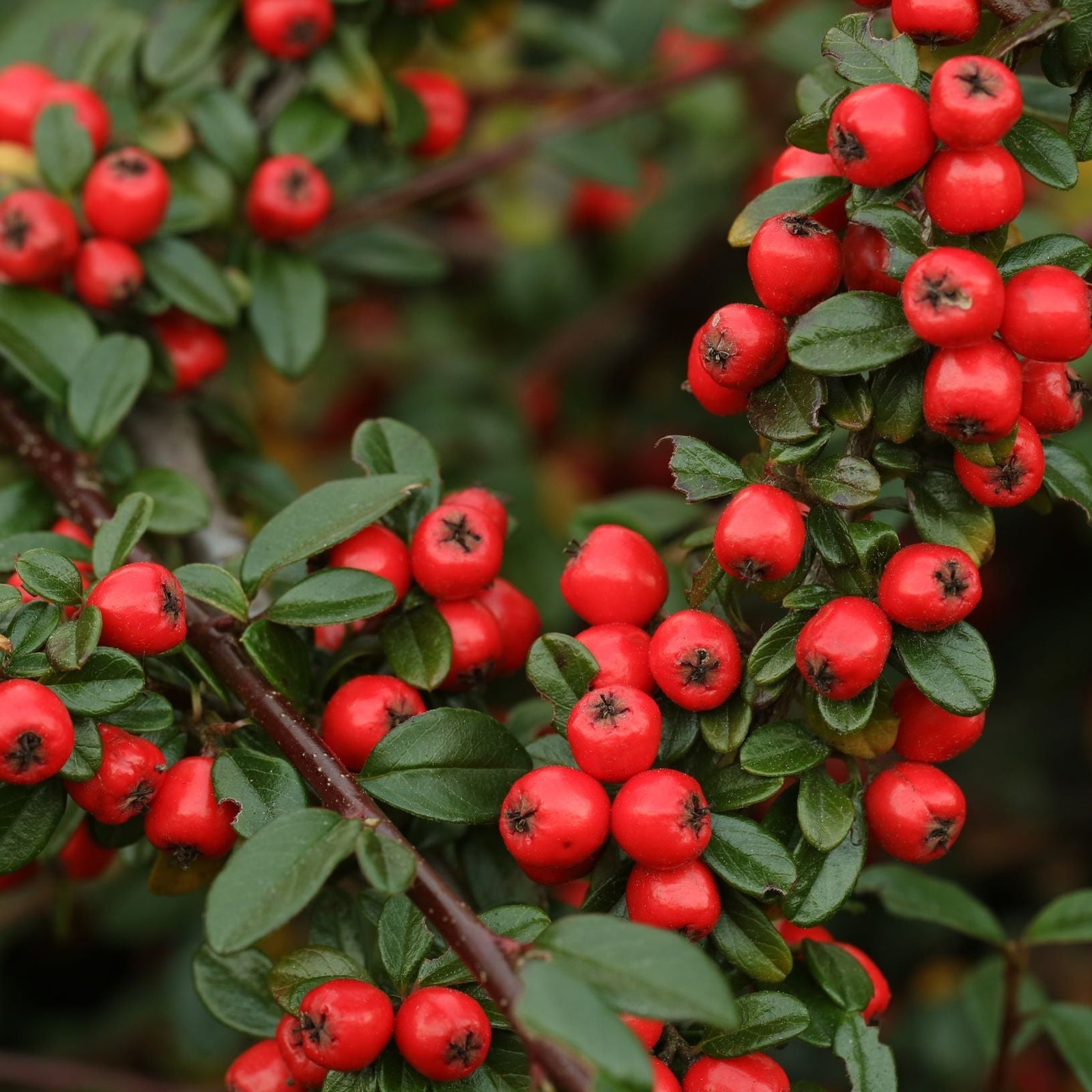 Close-up of Cotoneaster x suecicus 'Coral Beauty' branches densely covered with clusters of small, bright red berries and glossy green leaves, creating a lush, vibrant display.