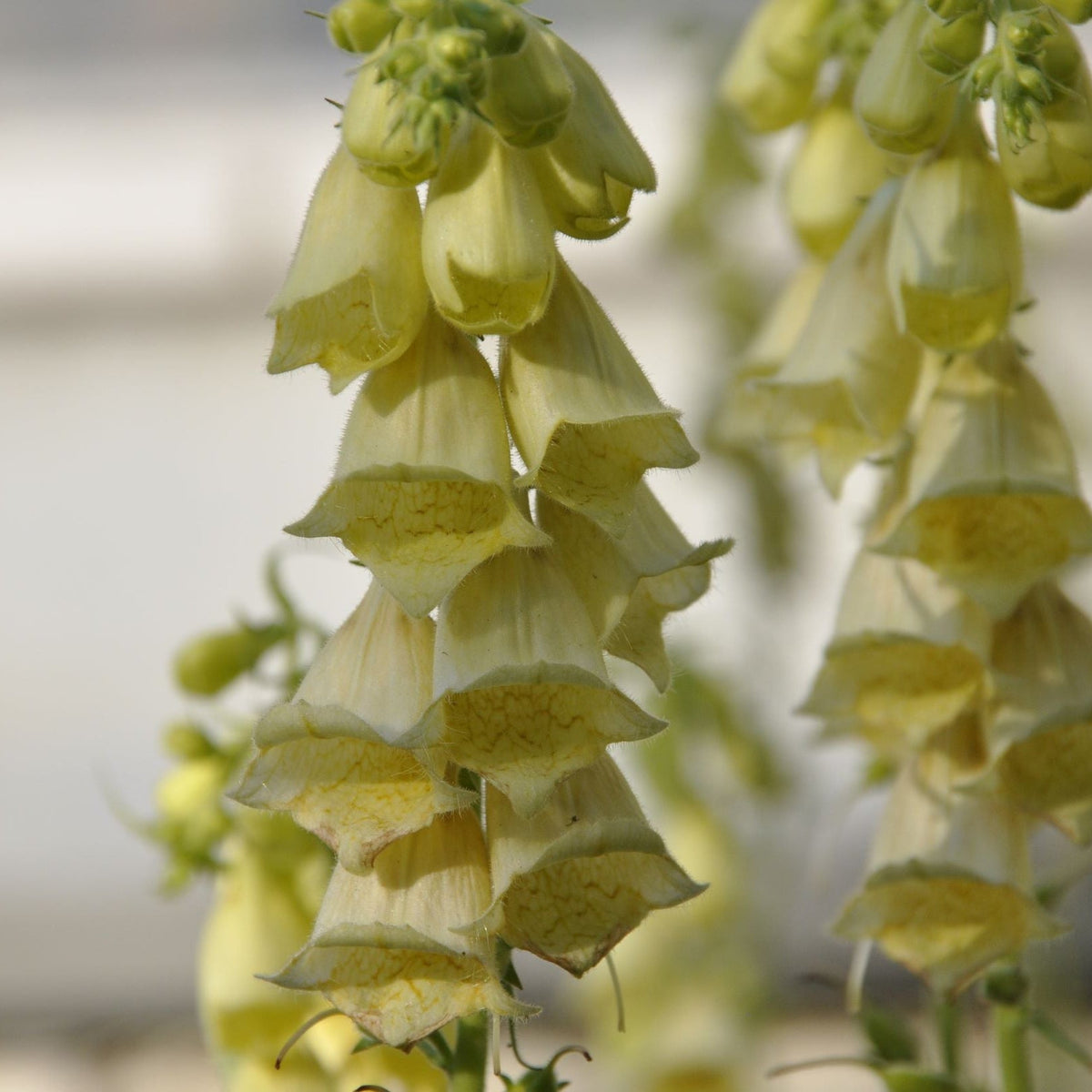 Close-up of pale yellow, bell-shaped blooms on Digitalis grandiflora &#39;Carillon&#39; Dwarf Foxglove 9cm, hanging in clusters on tall stems—ideal for cottage gardens—with a softly blurred background.